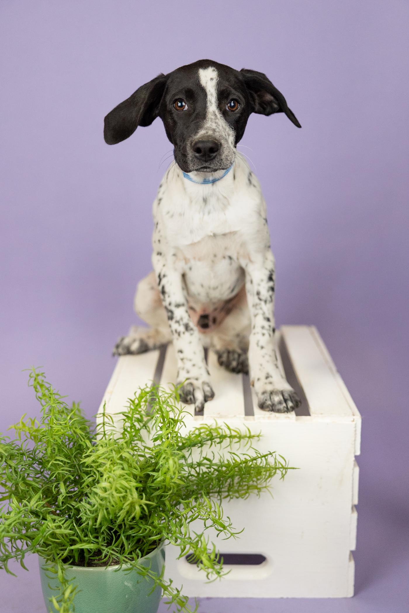 392-26, ADOPTABLE, Young Male Hound.