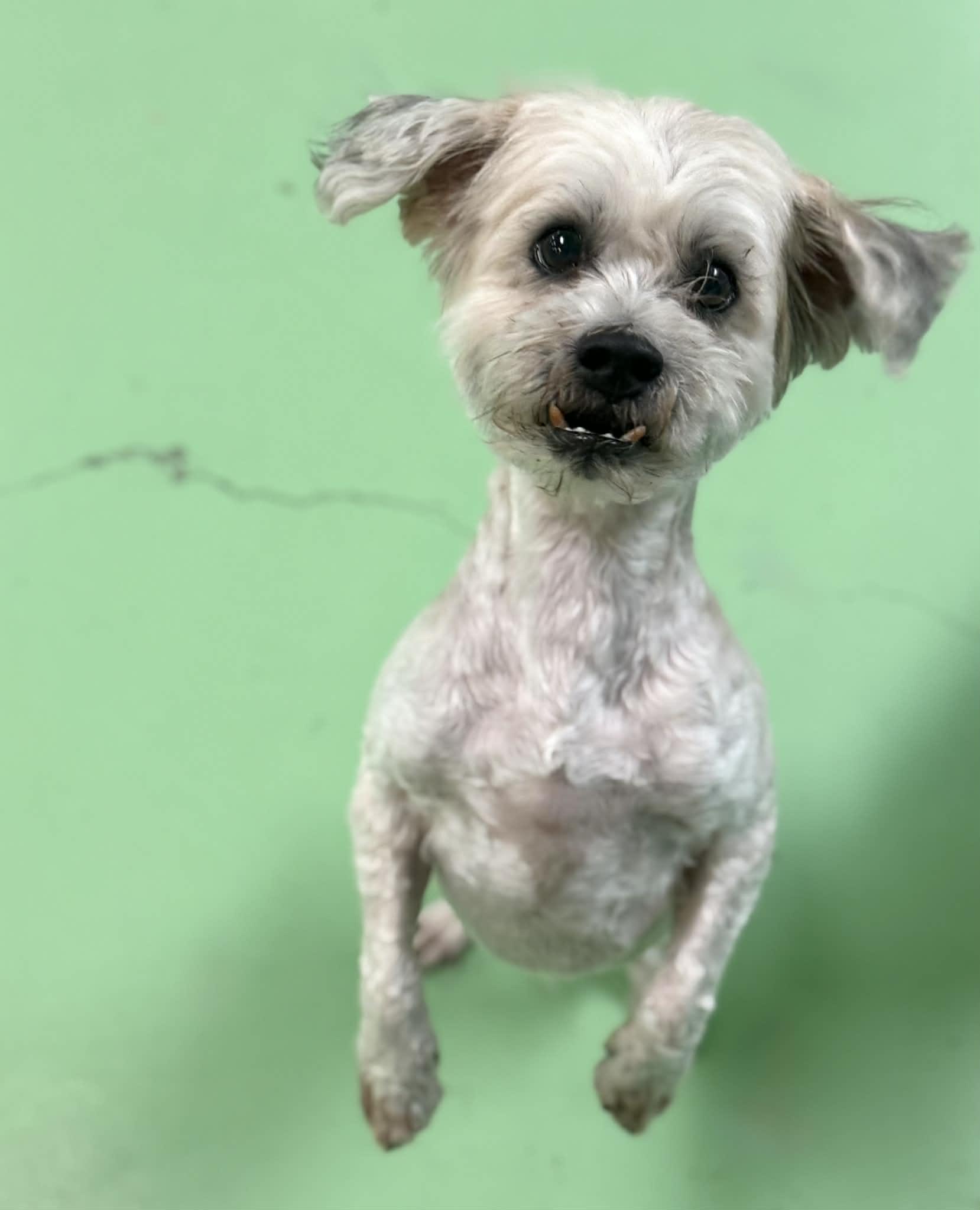 Henry, a ADOPTABLE mixed breed in PHOENIX, AZ image 2/6