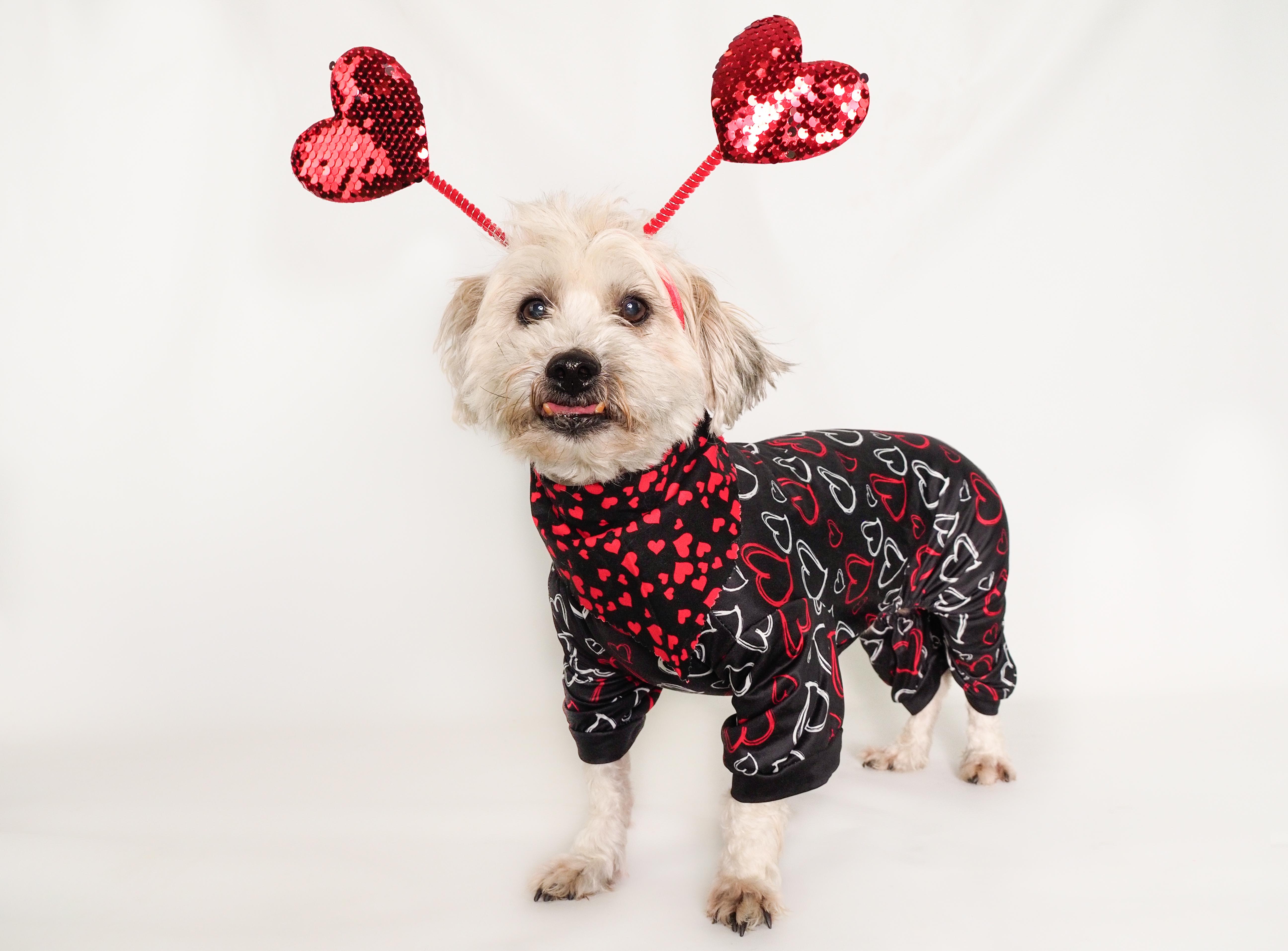 Enlarge Henry, a ADOPTABLE mixed breed in PHOENIX, AZ image 1/6