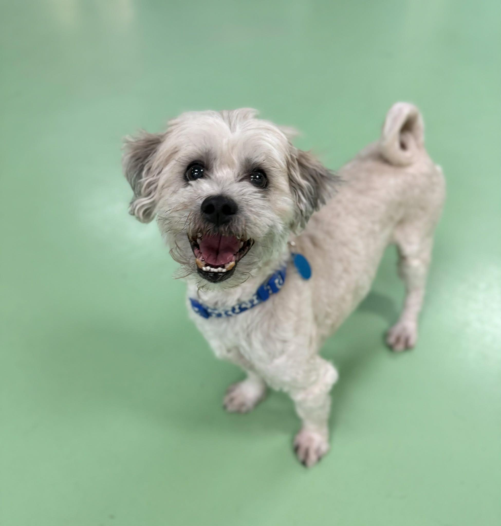 Enlarge Henry, a ADOPTABLE mixed breed in PHOENIX, AZ image 2/6