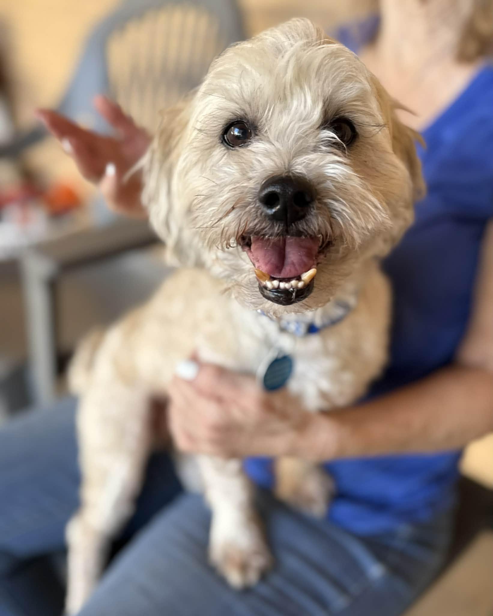 Enlarge Henry, a ADOPTABLE mixed breed in PHOENIX, AZ image 6/6