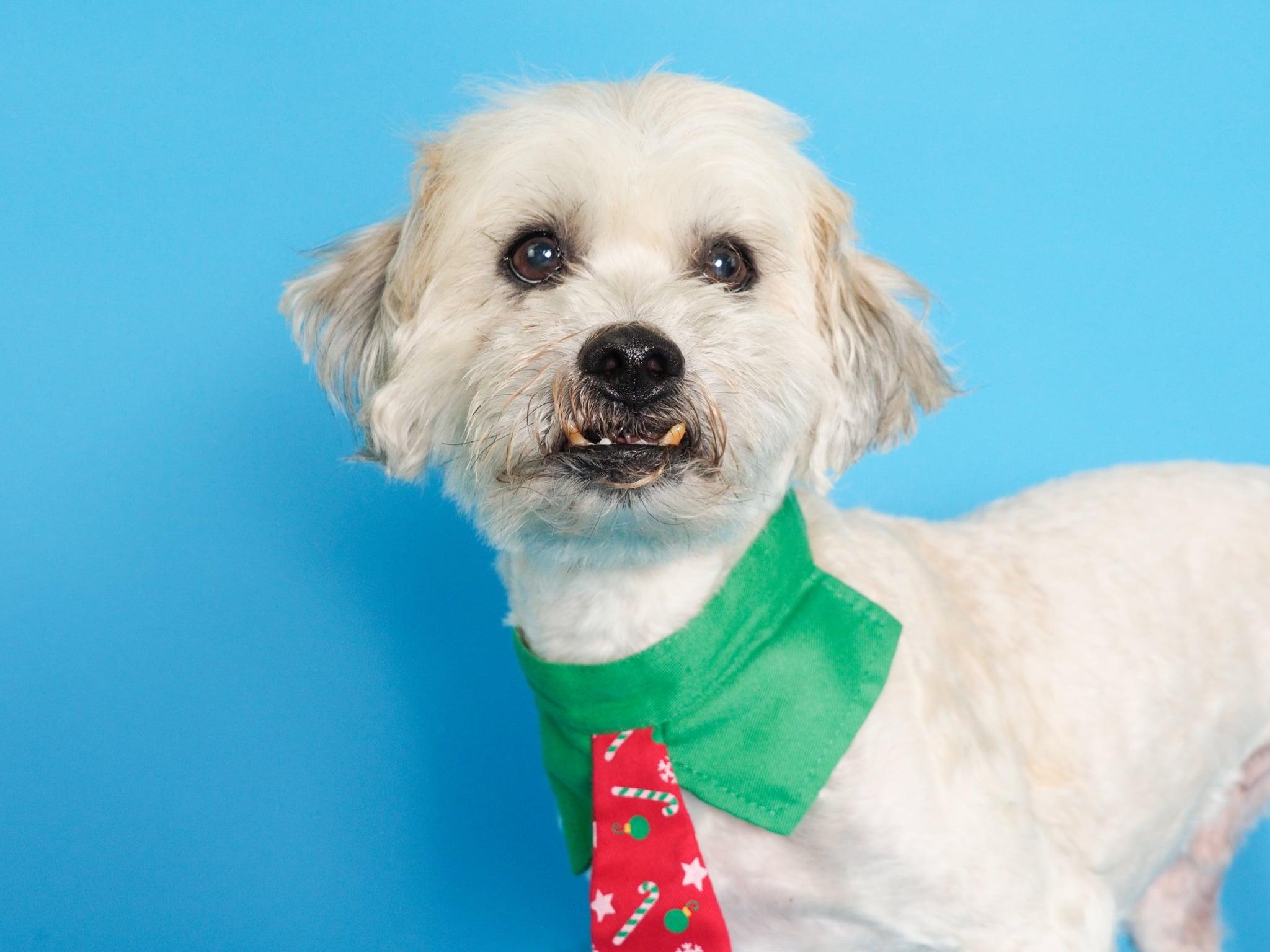 Henry, a ADOPTABLE mixed breed in PHOENIX, AZ image 5/6