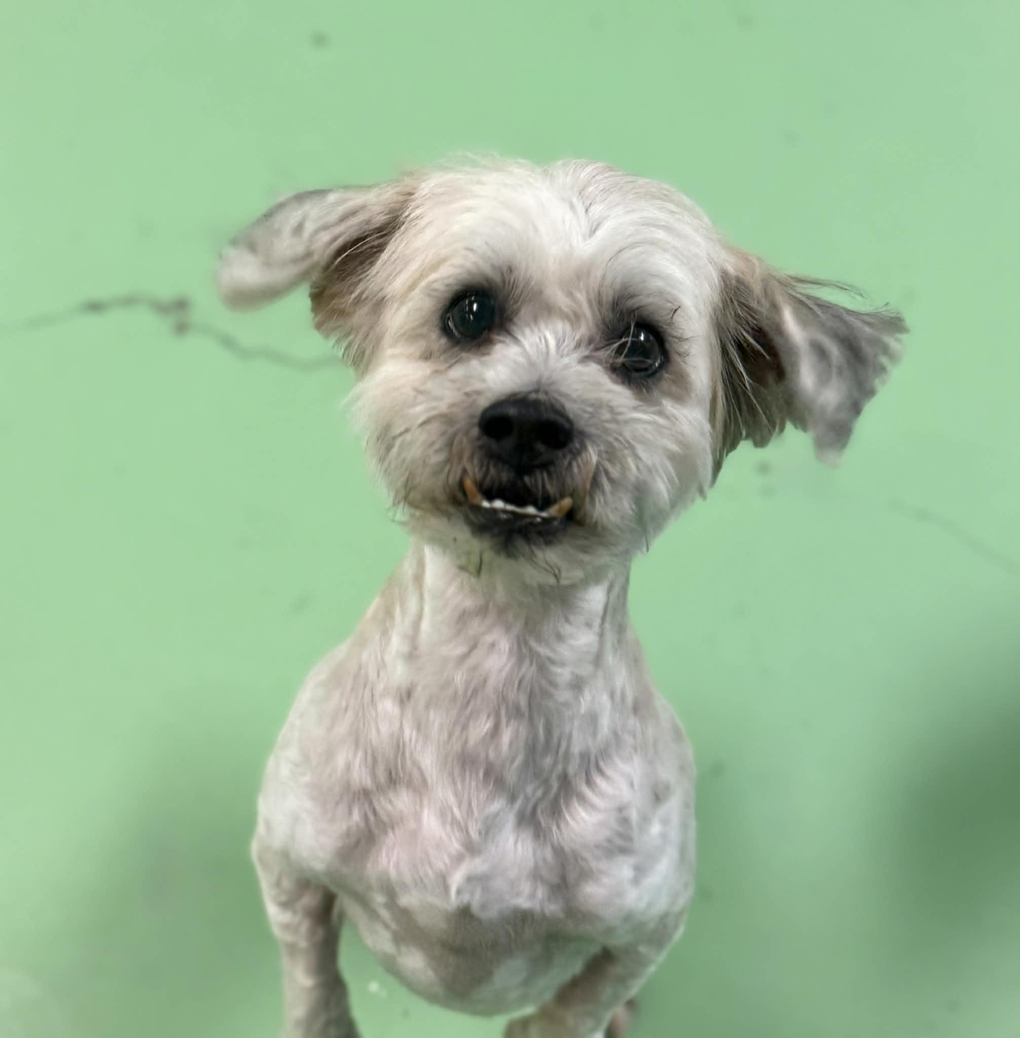 Henry, a ADOPTABLE mixed breed in PHOENIX, AZ image 4/6