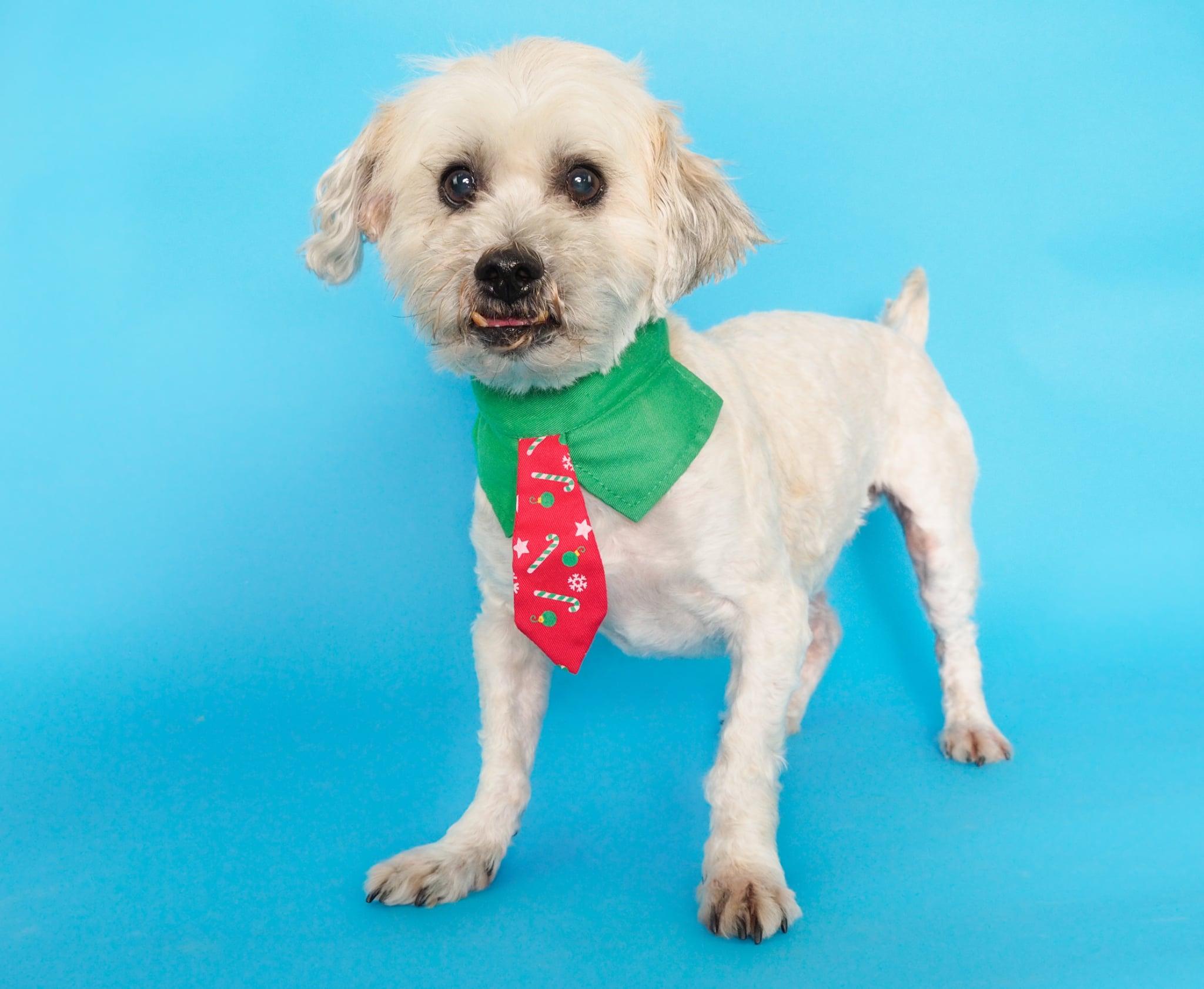 Henry, a ADOPTABLE mixed breed in PHOENIX, AZ image 1/6