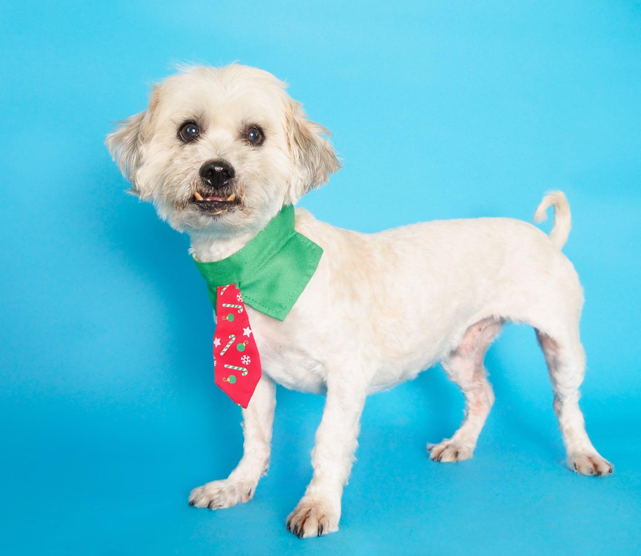 Henry, a ADOPTABLE mixed breed in PHOENIX, AZ image 3/6