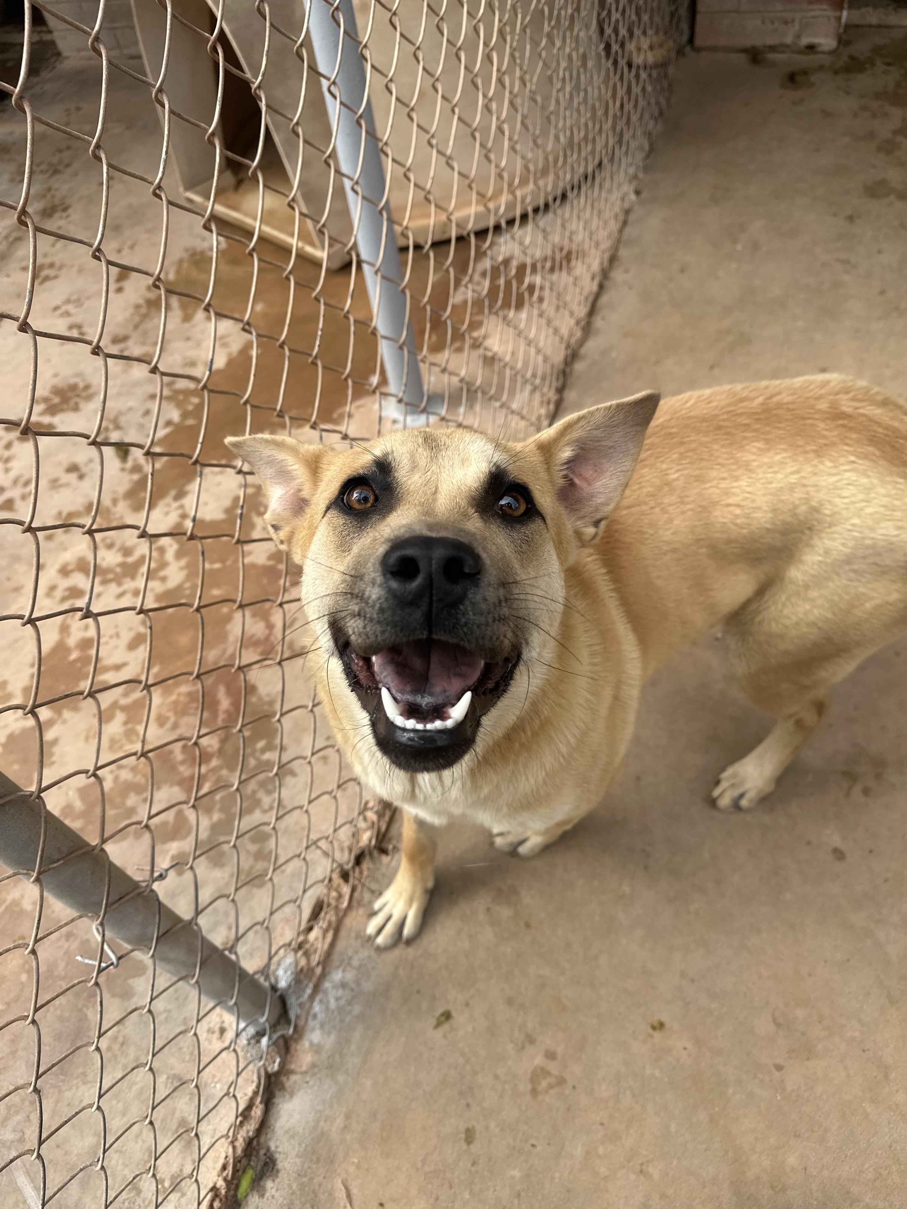 Enlarge Delilah, a Adopted mixed breed in Guthrie, OK image 6/6