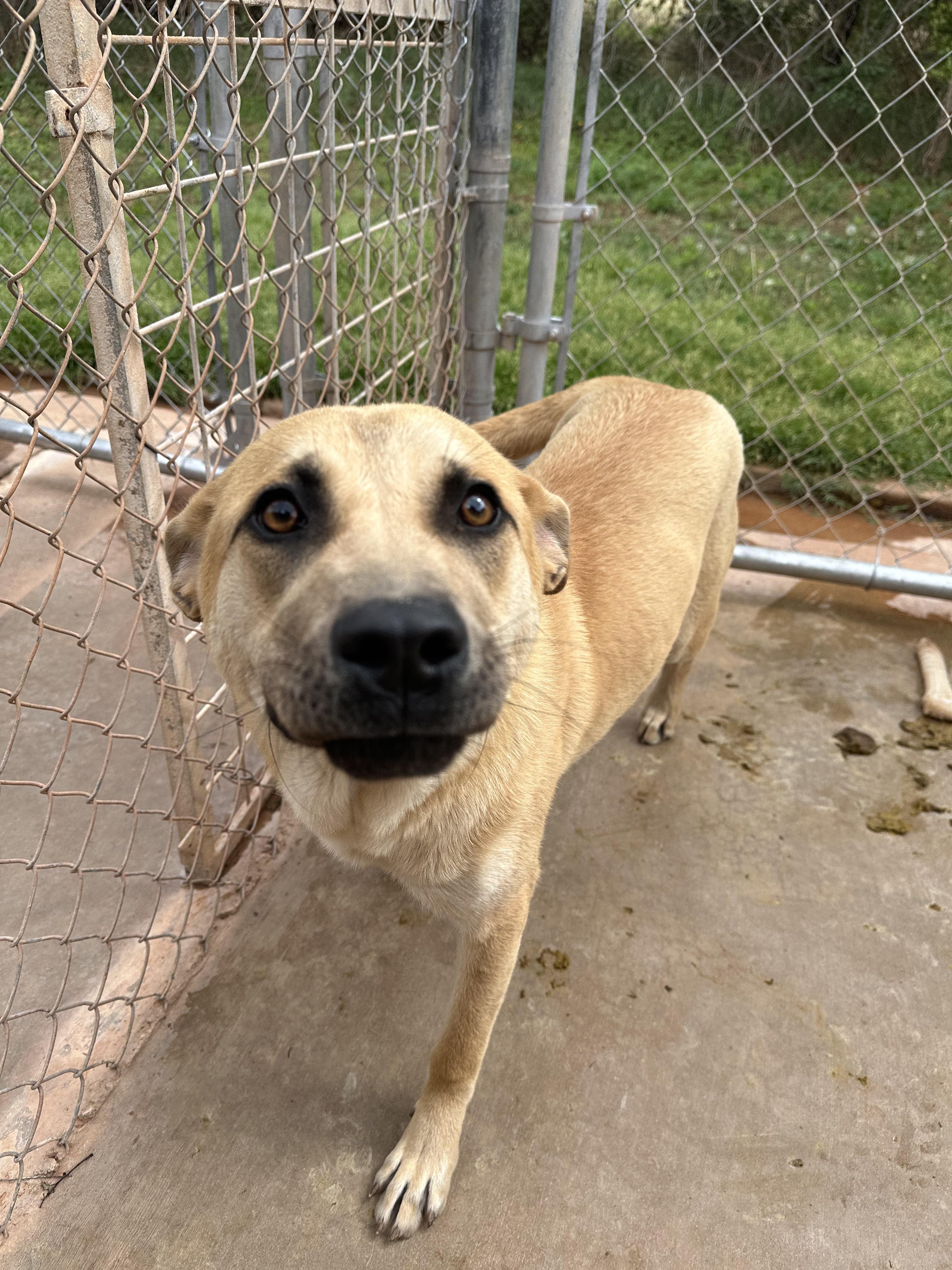 Enlarge Delilah, a Adopted mixed breed in Guthrie, OK image 5/6