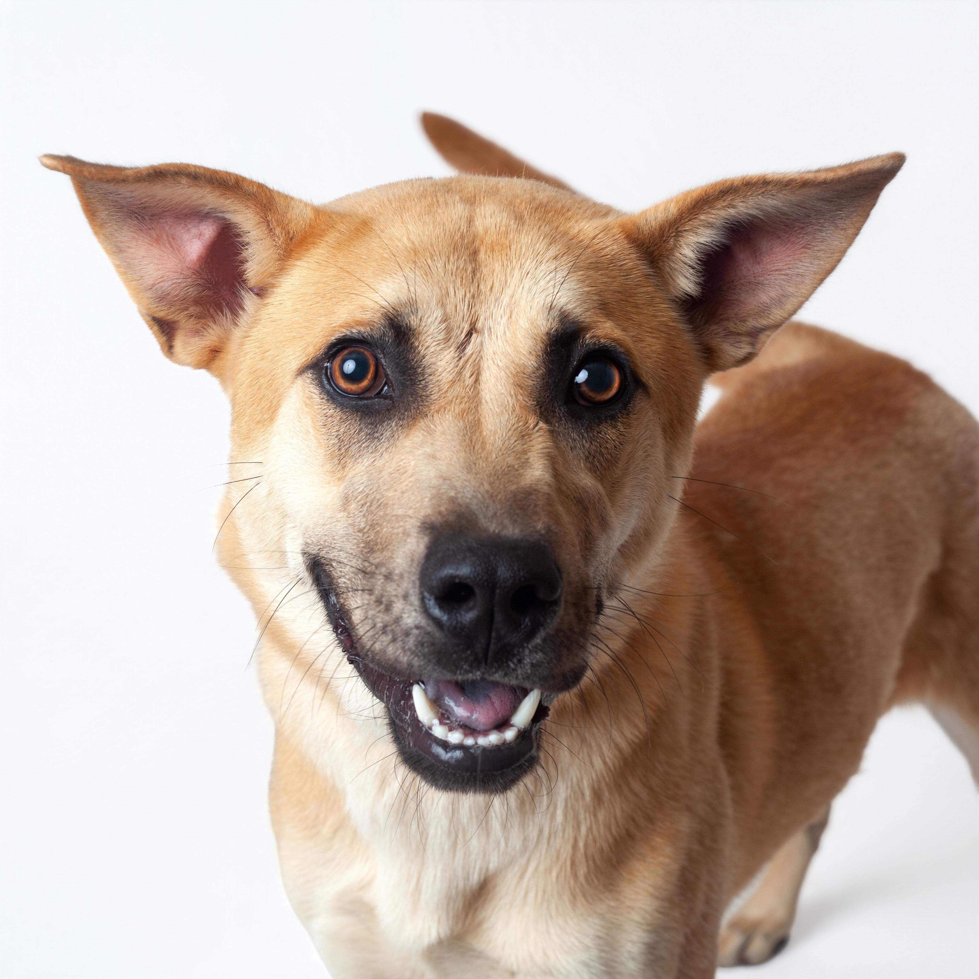Enlarge Delilah, a Adopted mixed breed in Guthrie, OK image 2/6