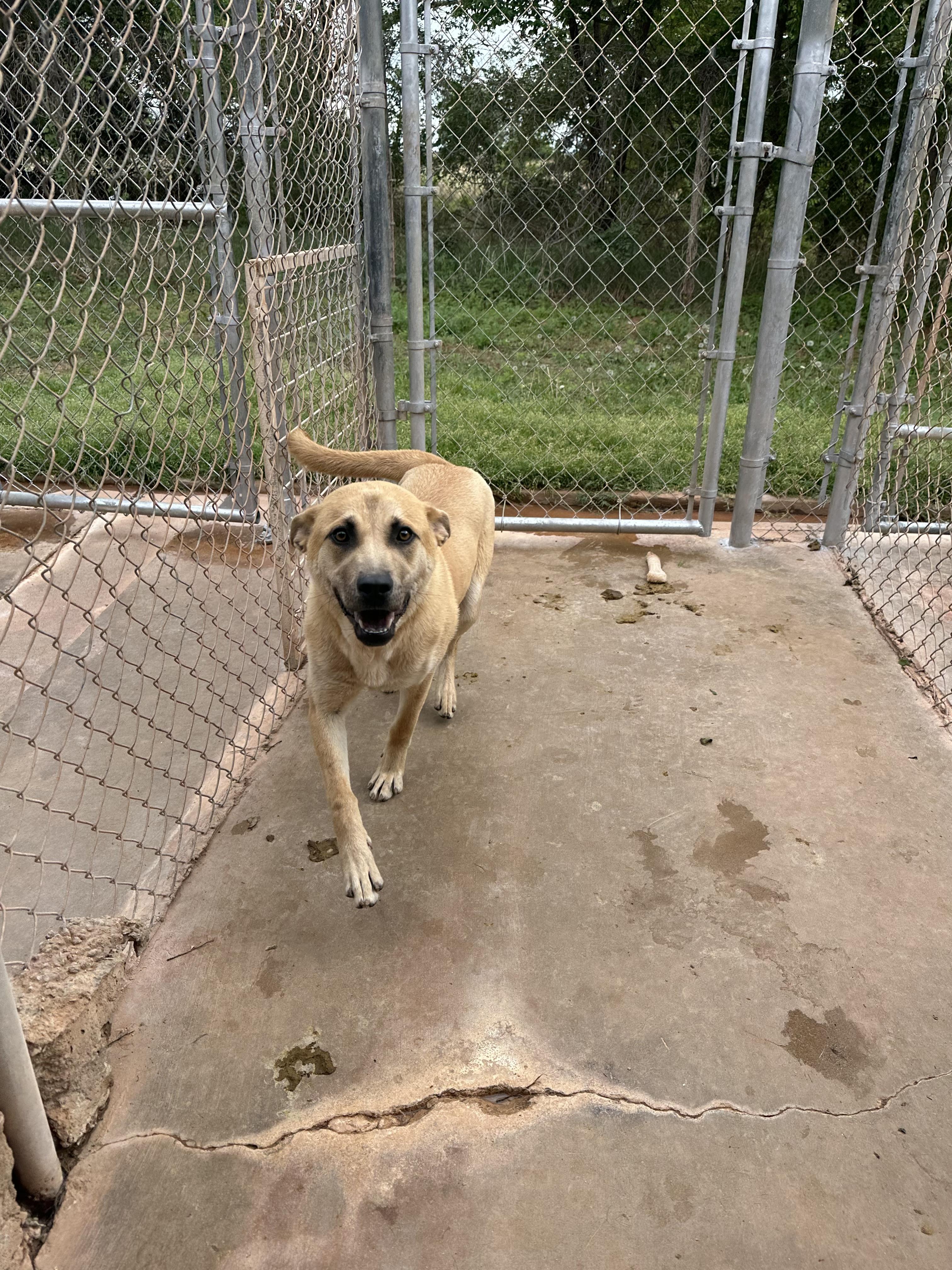 Enlarge Delilah, a Adopted mixed breed in Guthrie, OK image 4/6