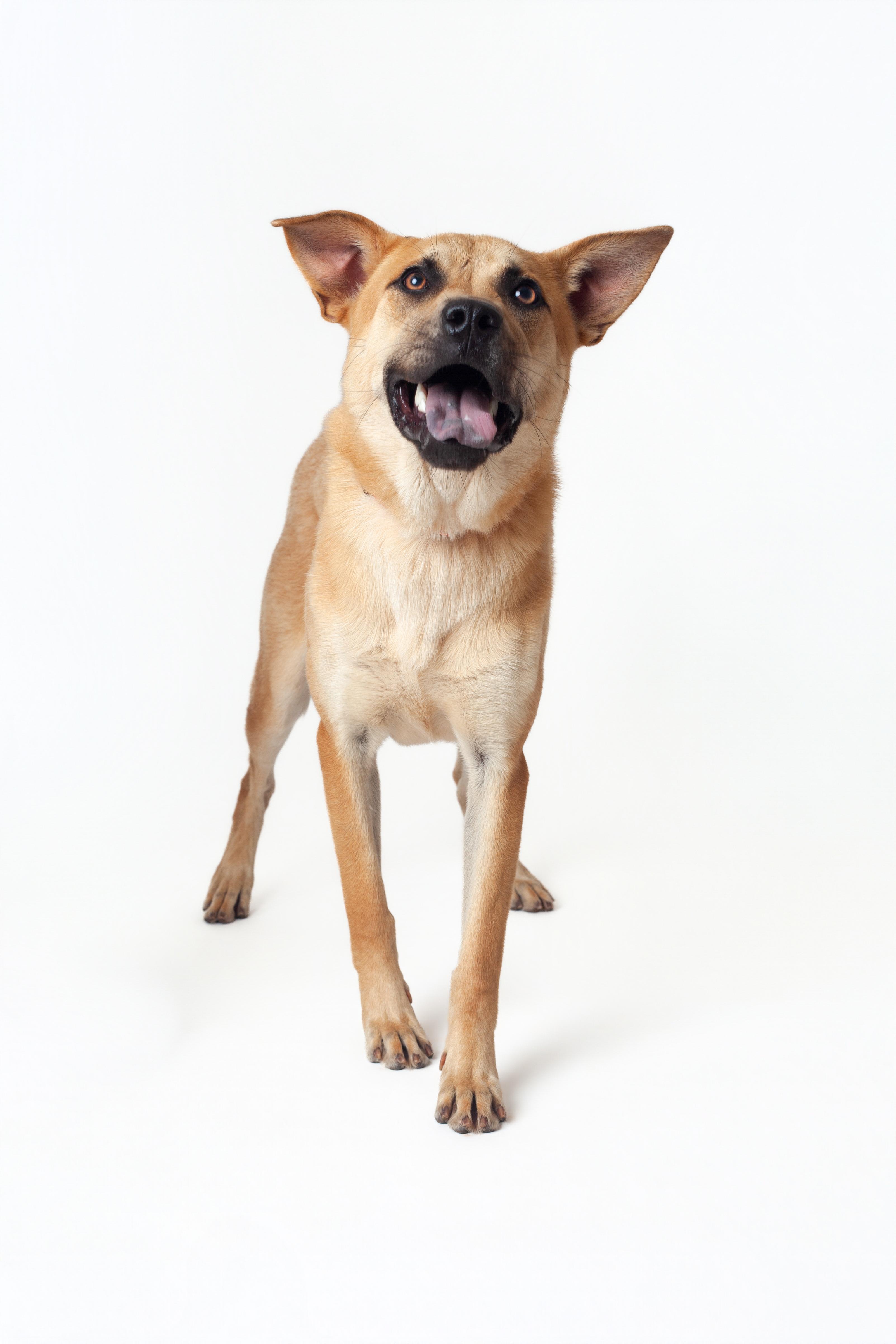 Enlarge Delilah, a Adopted mixed breed in Guthrie, OK image 3/6