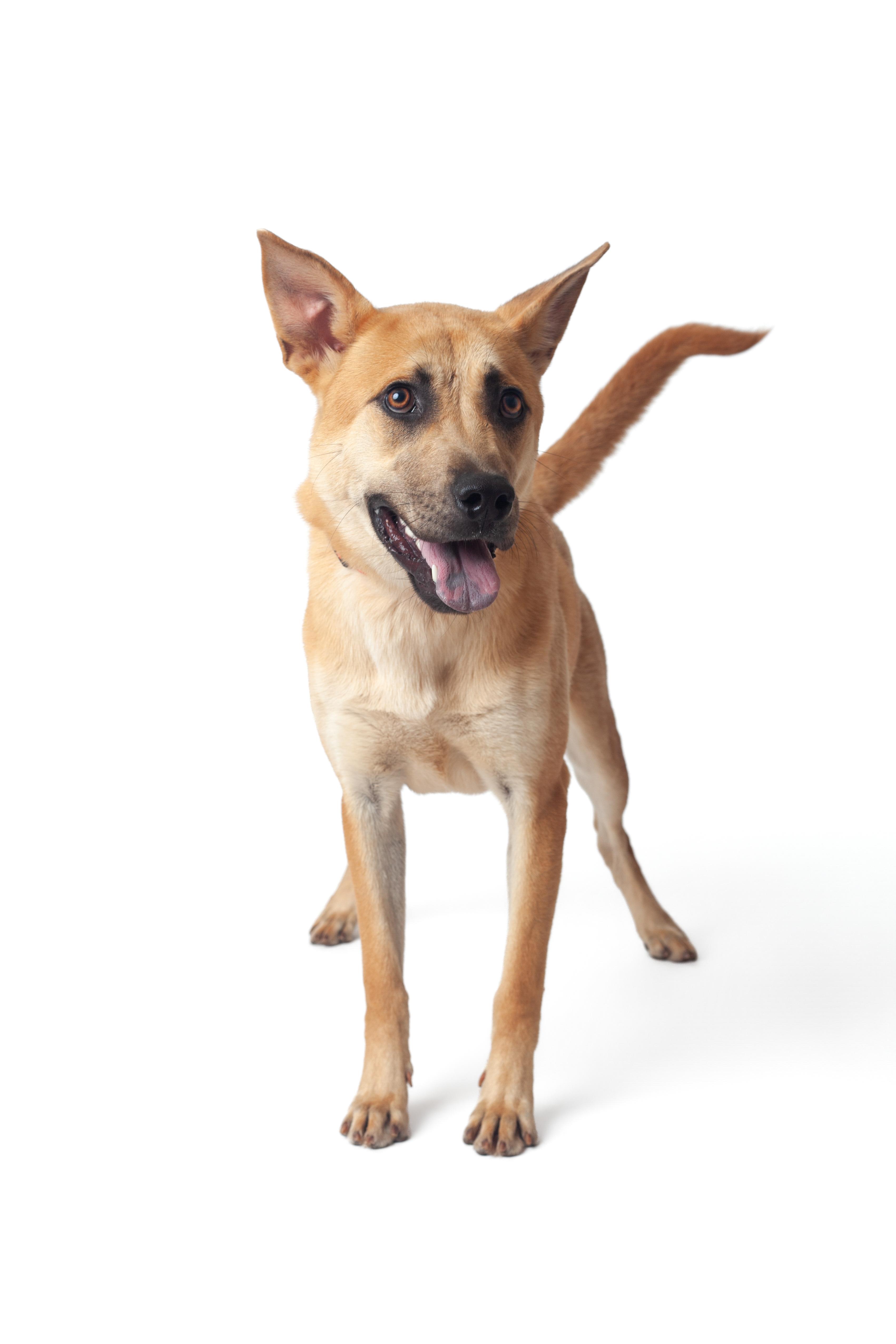 Enlarge Delilah, a Adopted mixed breed in Guthrie, OK image 1/6