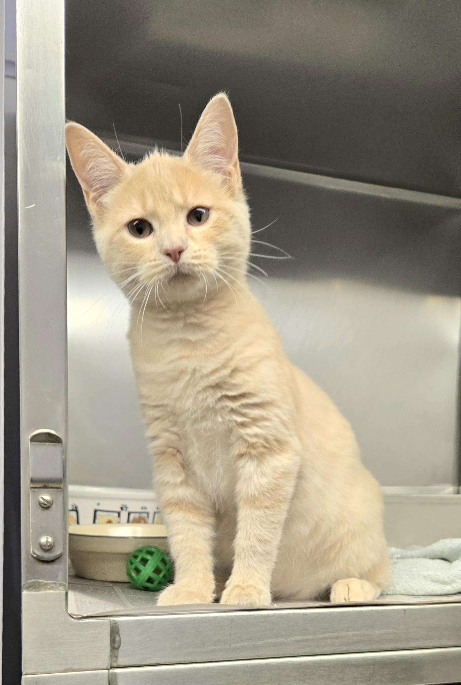 Enlarge Blondie, a ADOPTABLE Domestic Short Hair in Arlington Heights, IL image 4/5