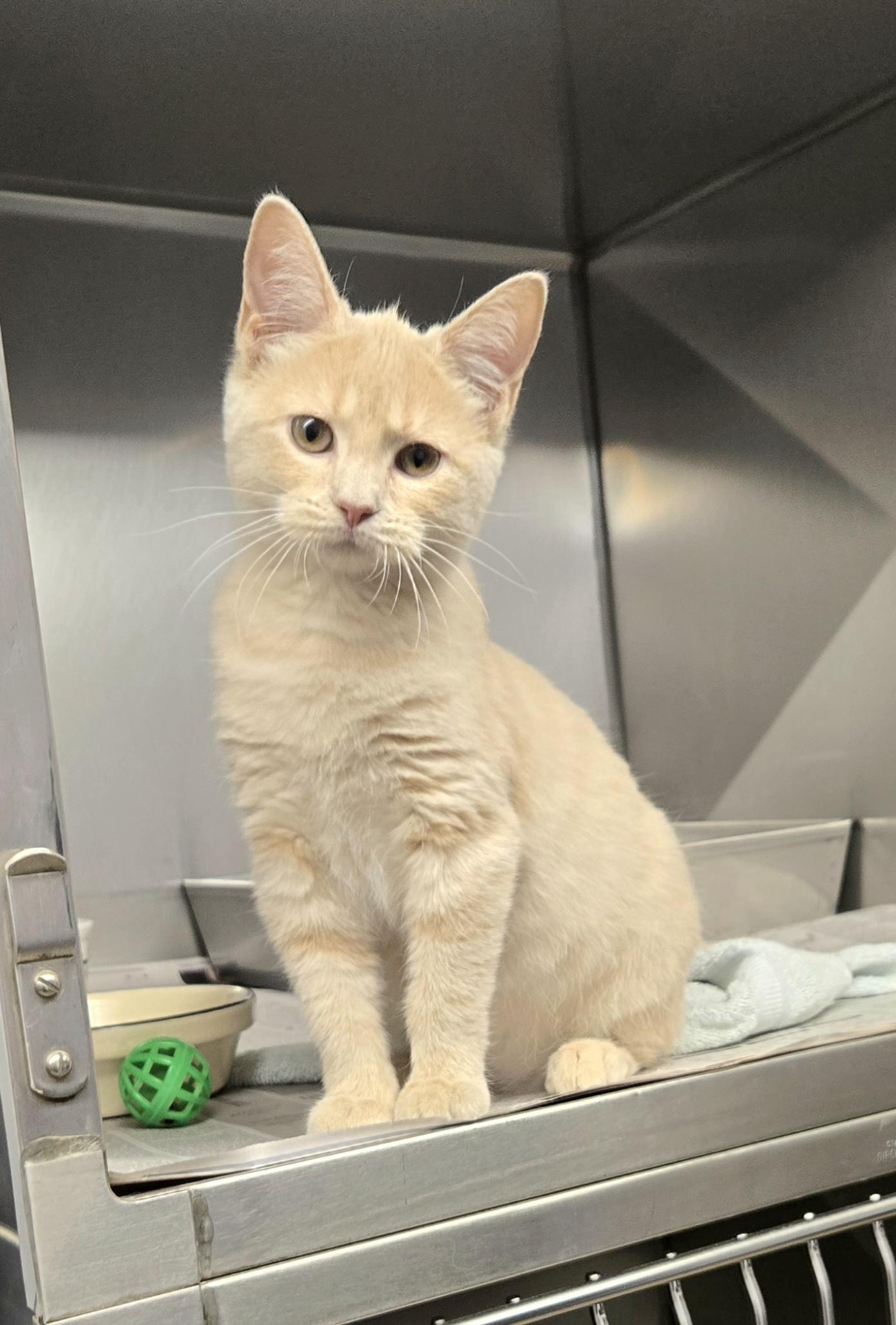 Enlarge Blondie, a ADOPTABLE Domestic Short Hair in Arlington Heights, IL image 1/5