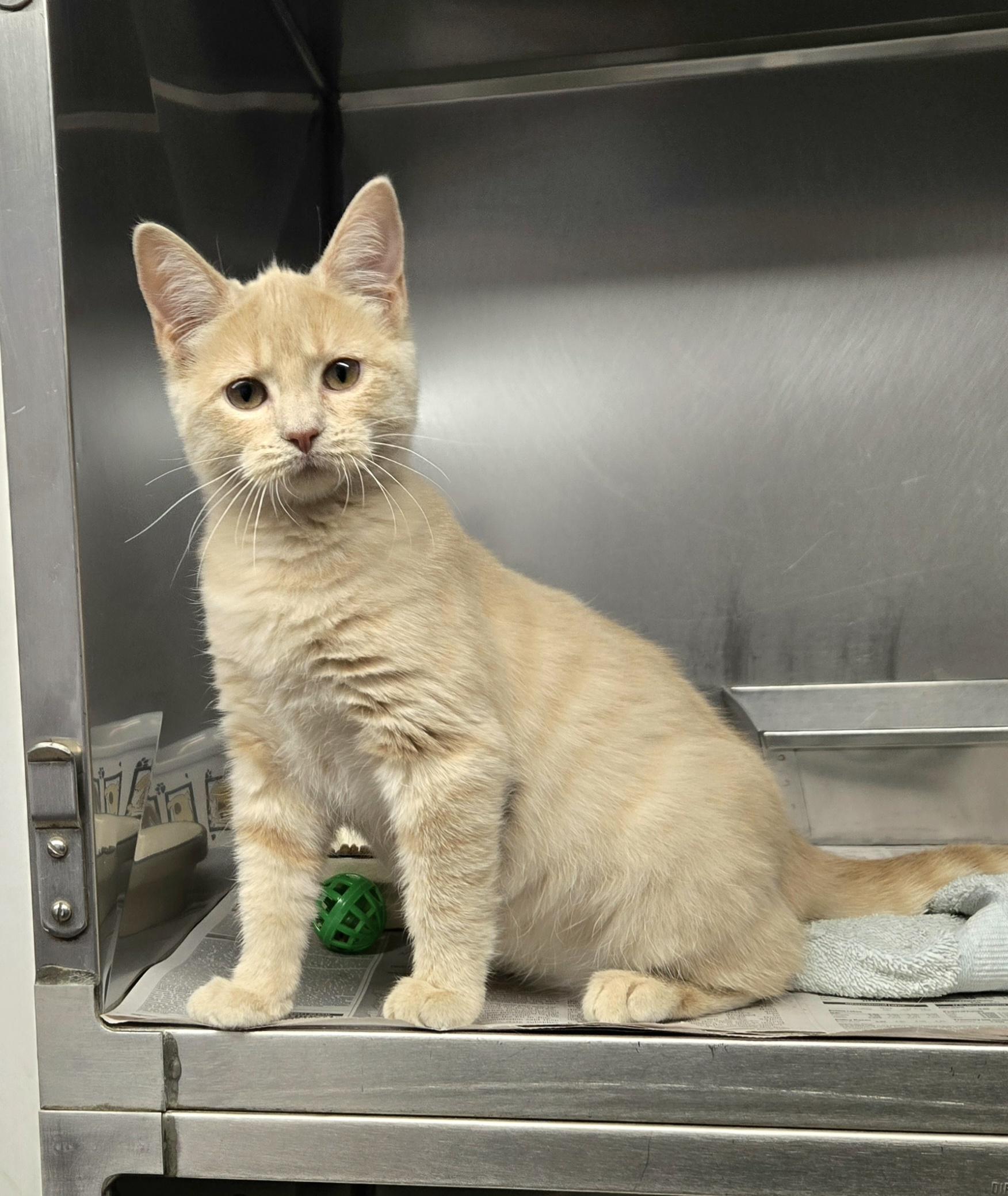 Enlarge Blondie, a ADOPTABLE Domestic Short Hair in Arlington Heights, IL image 2/5