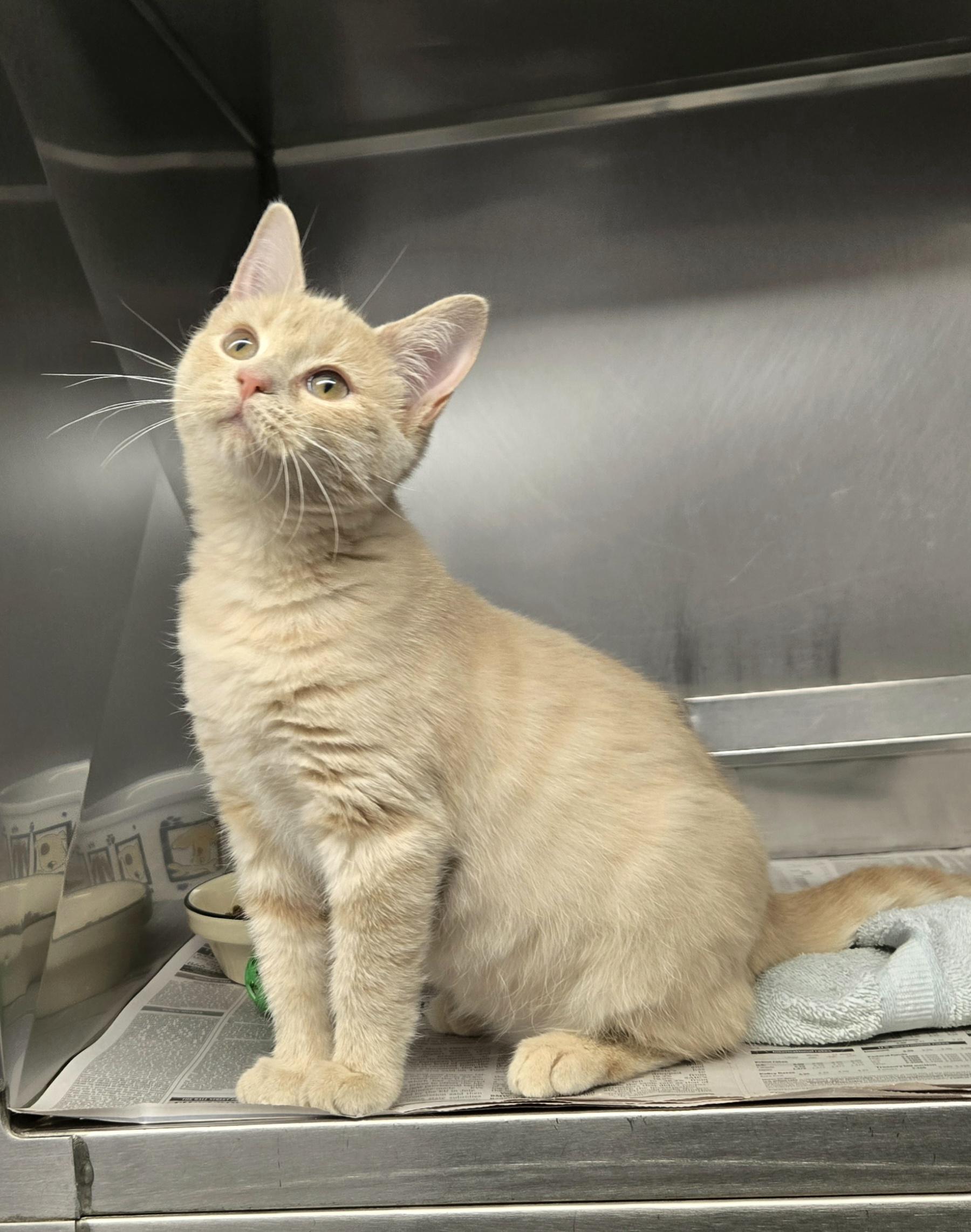 Enlarge Blondie, a ADOPTABLE Domestic Short Hair in Arlington Heights, IL image 3/5