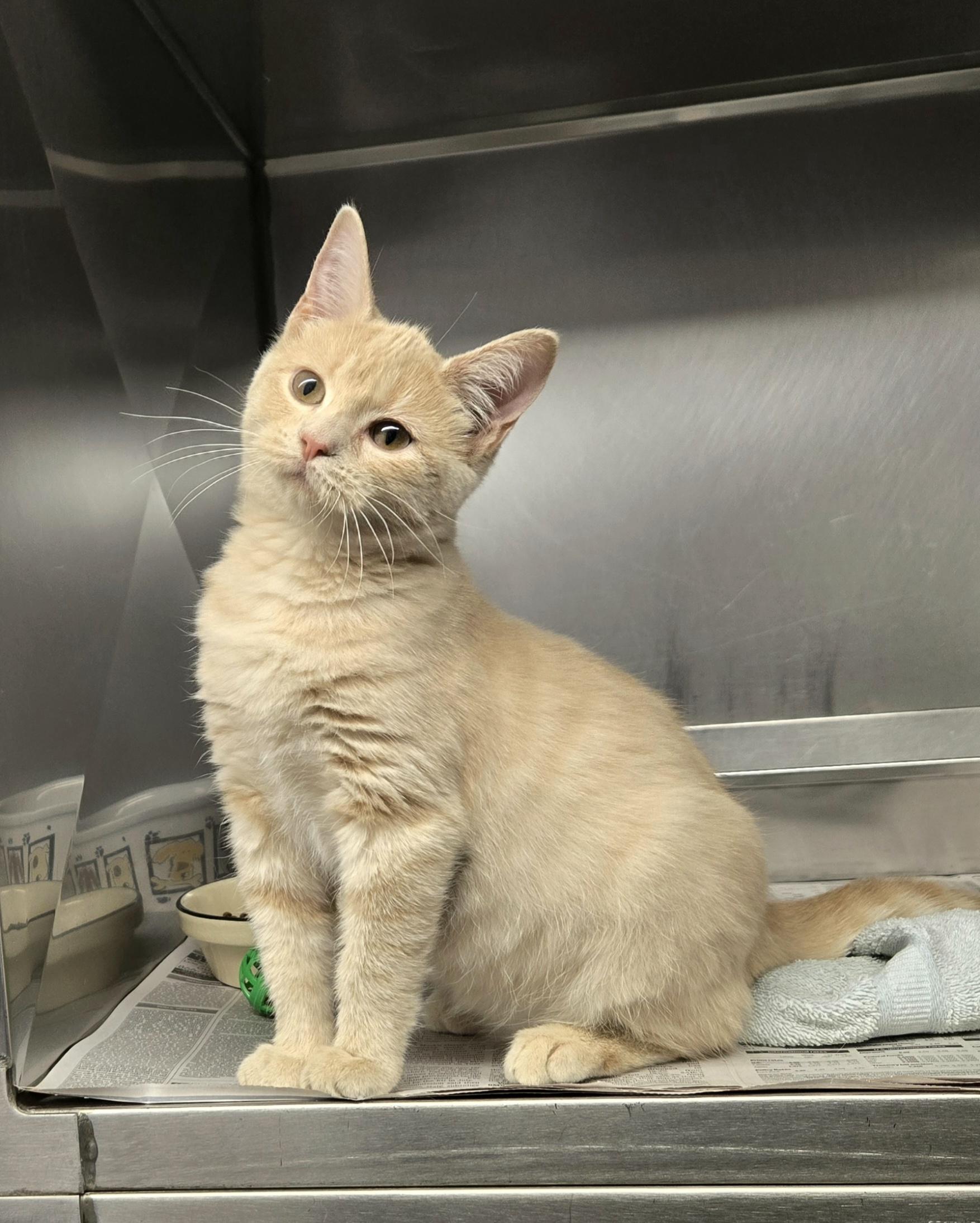 Enlarge Blondie, a ADOPTABLE Domestic Short Hair in Arlington Heights, IL image 5/5