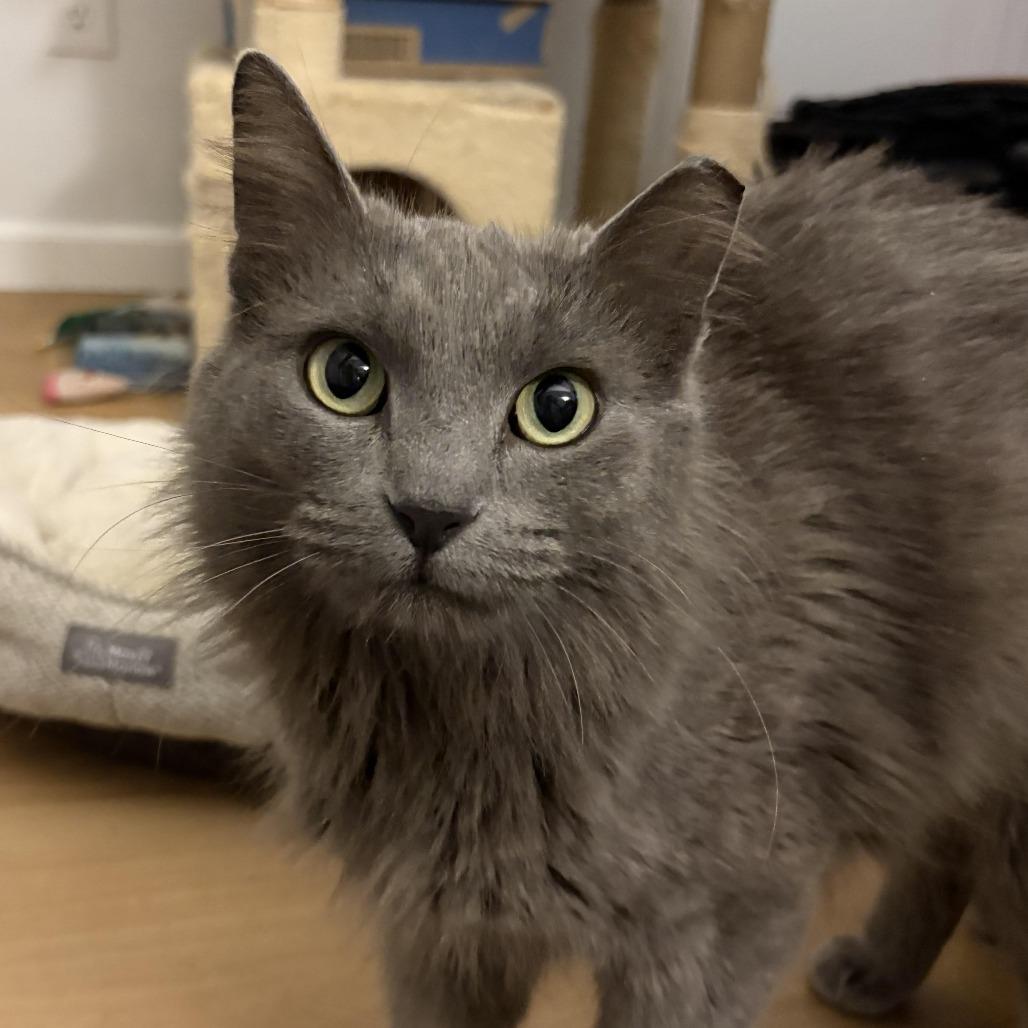 Effie **Off-Site Foster Home**, Adoptable, Adult Female Domestic Long Hair.