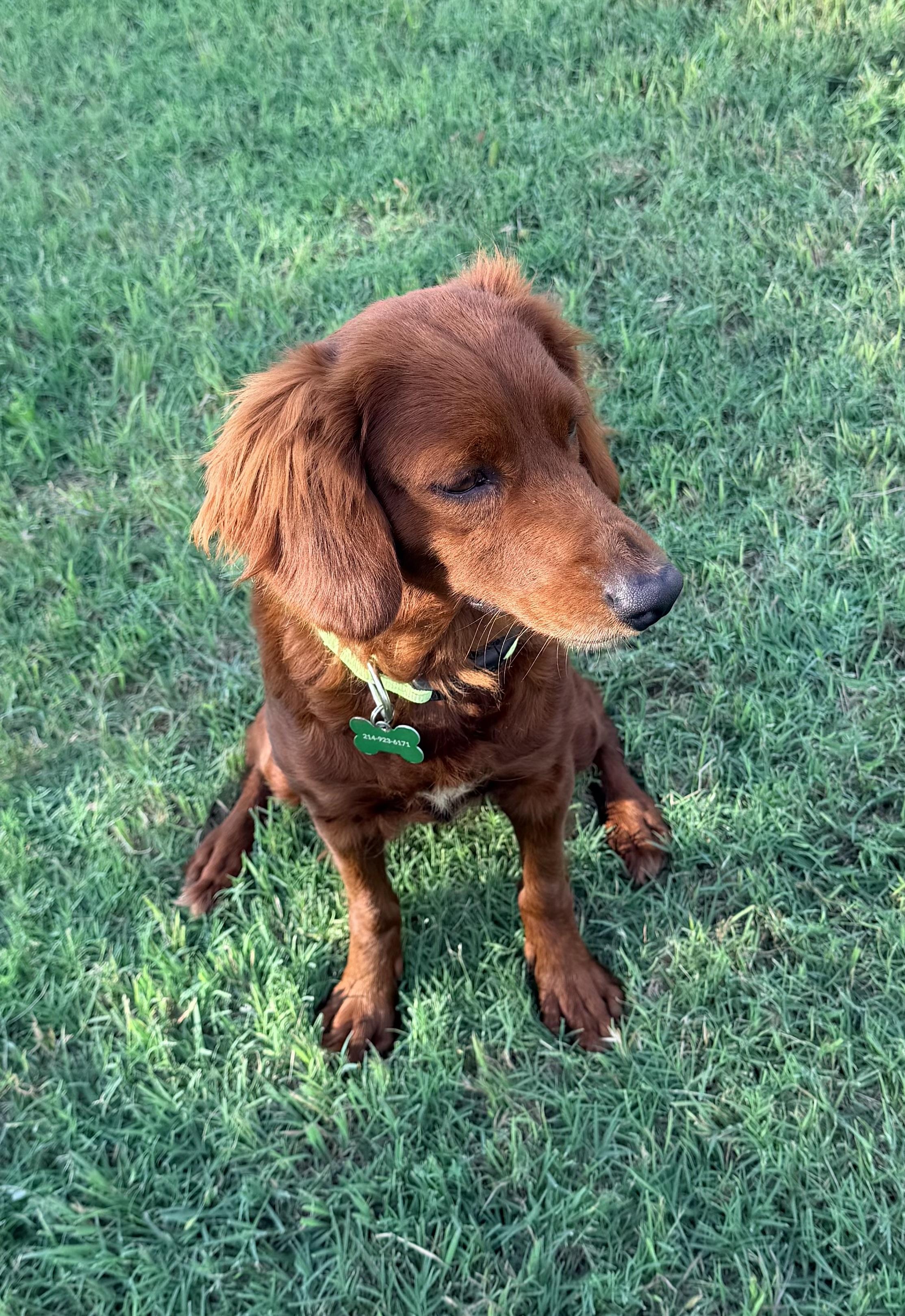 Annie, adopted, Adult Female Irish Setter.