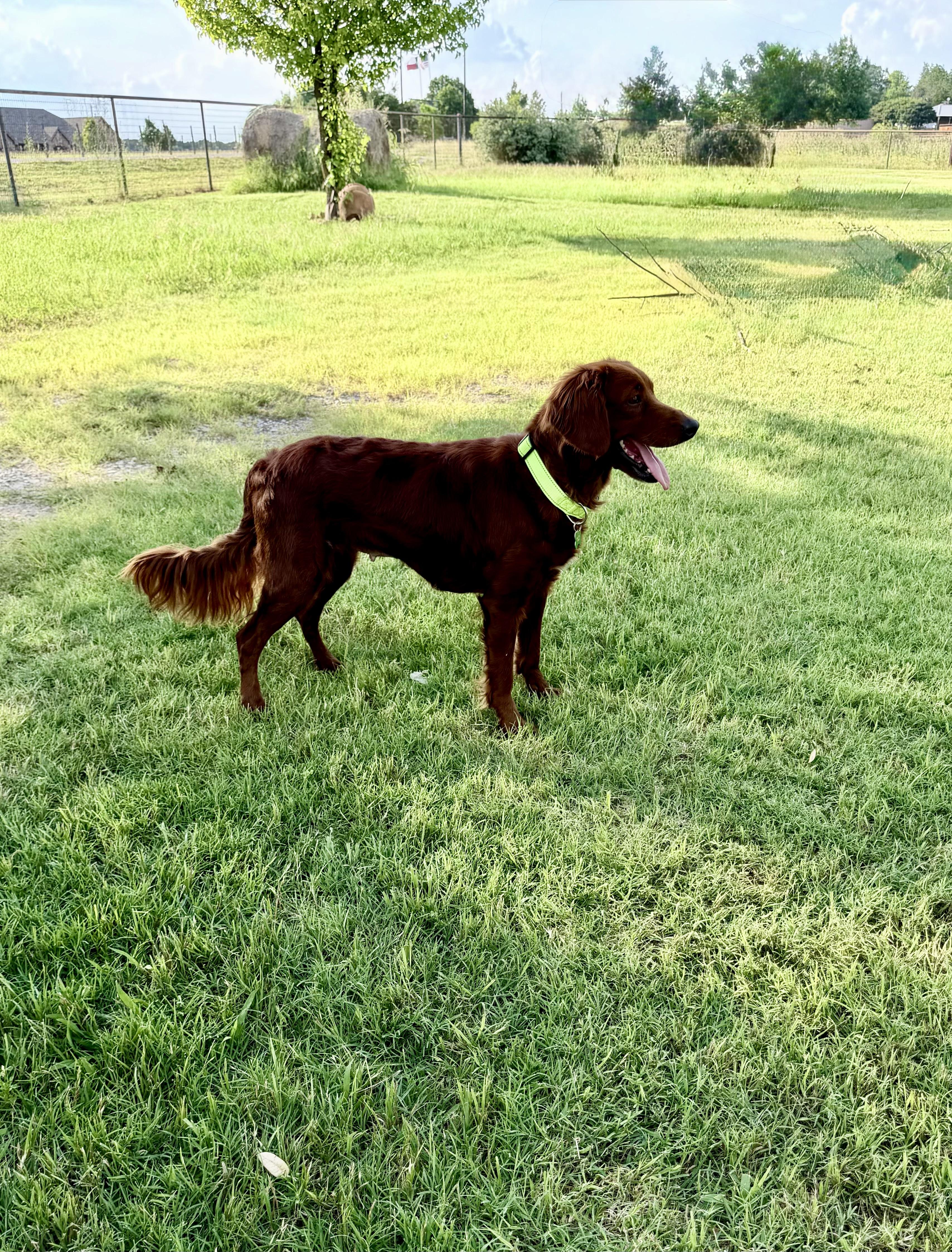 Annie, an adopted mixed breed in Coppell, TX image 2/3