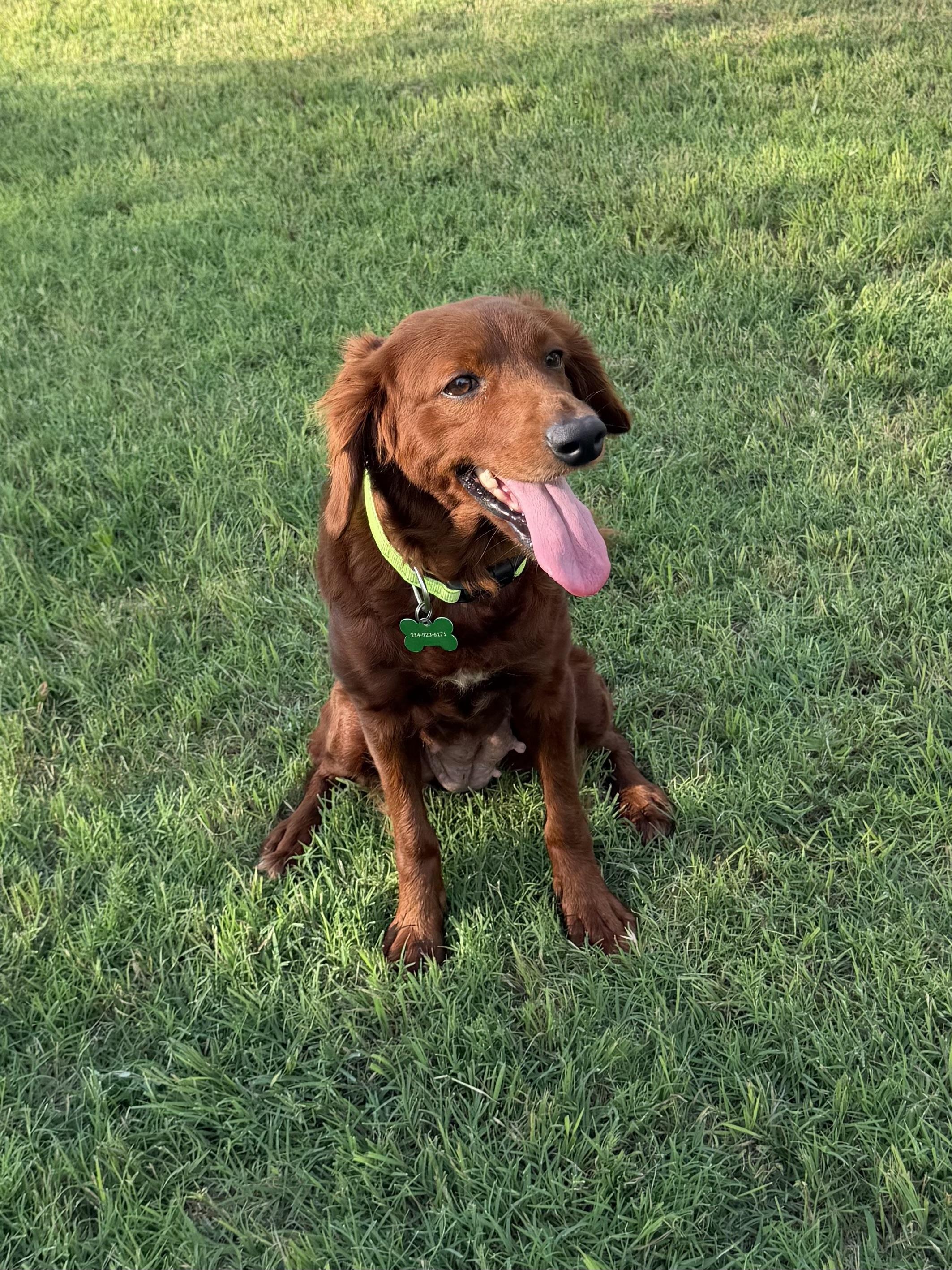 Annie, an adopted mixed breed in Coppell, TX image 3/3