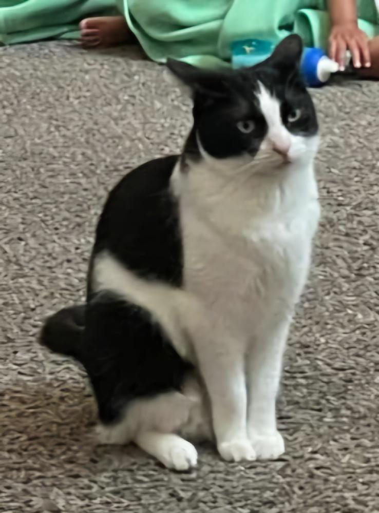 Karen, Adopted, Adult Female Domestic Short Hair.