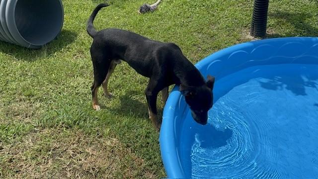 Enlarge NUGGET, a Adoptable mixed breed in Lynn Haven, FL image 2/6