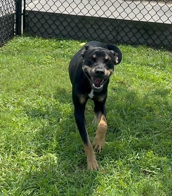 Enlarge NUGGET, a Adoptable mixed breed in Lynn Haven, FL image 6/6