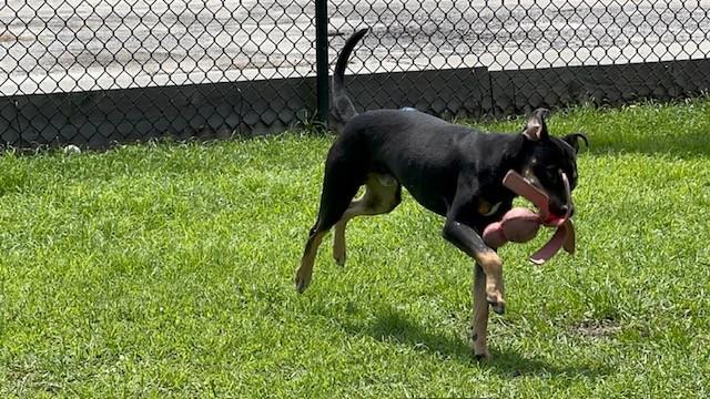 Enlarge NUGGET, a Adoptable mixed breed in Lynn Haven, FL image 4/6