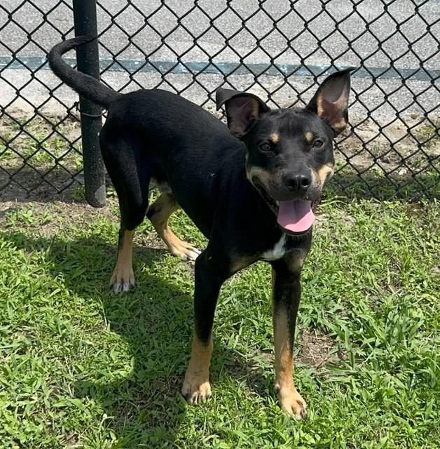 NUGGET, Adoptable, Young Male American Bully & Rottweiler.
