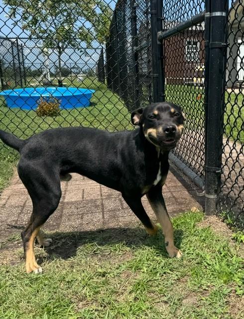 Enlarge NUGGET, a Adoptable mixed breed in Lynn Haven, FL image 3/6