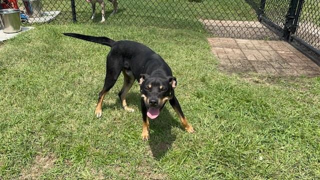 Enlarge NUGGET, a Adoptable mixed breed in Lynn Haven, FL image 5/6