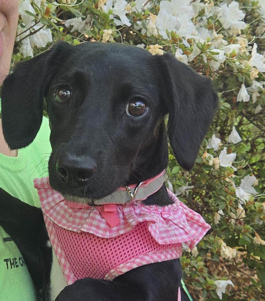 Stormi, Baby Female Jack Russell Terrier