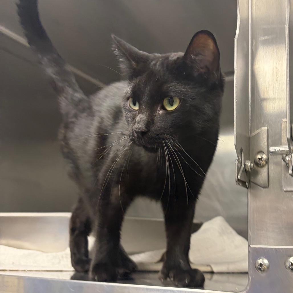 Enlarge Purrfessor Snape C12848, a Adoptable Domestic Short Hair in Elk River, MN image 1/1
