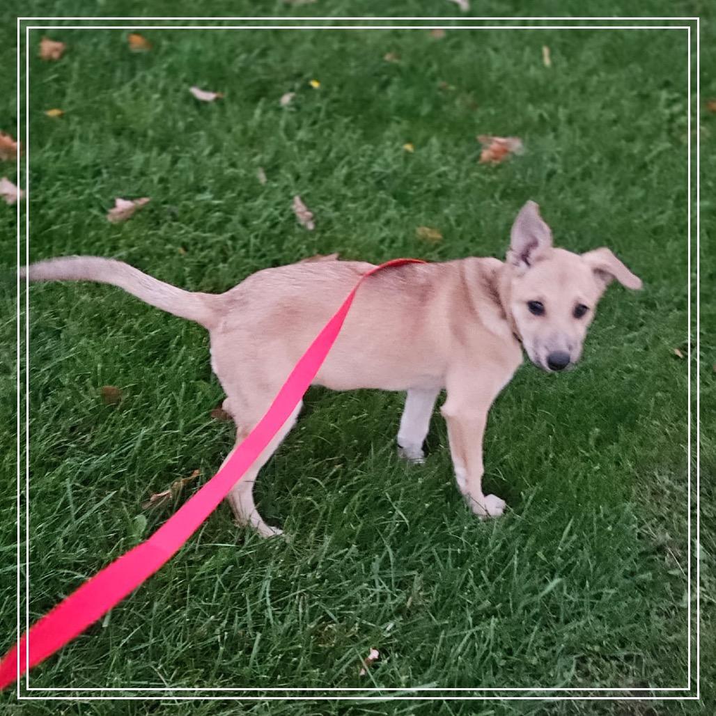 Alice, Adoptable, Puppy Female Carolina Dog & American Staffordshire Terrier.