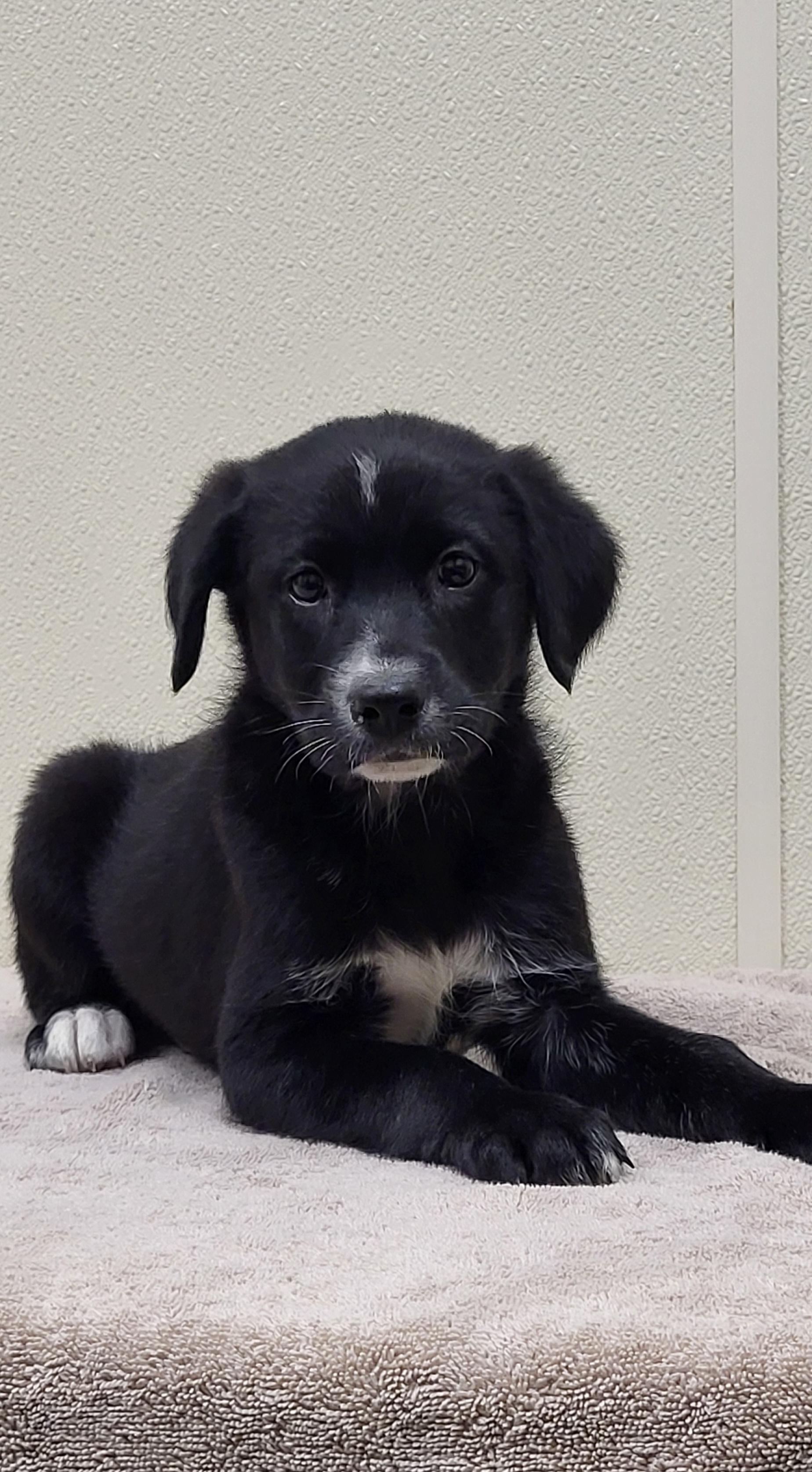 Snips, ADOPTABLE, Puppy Male Border Collie & Black Labrador Retriever.