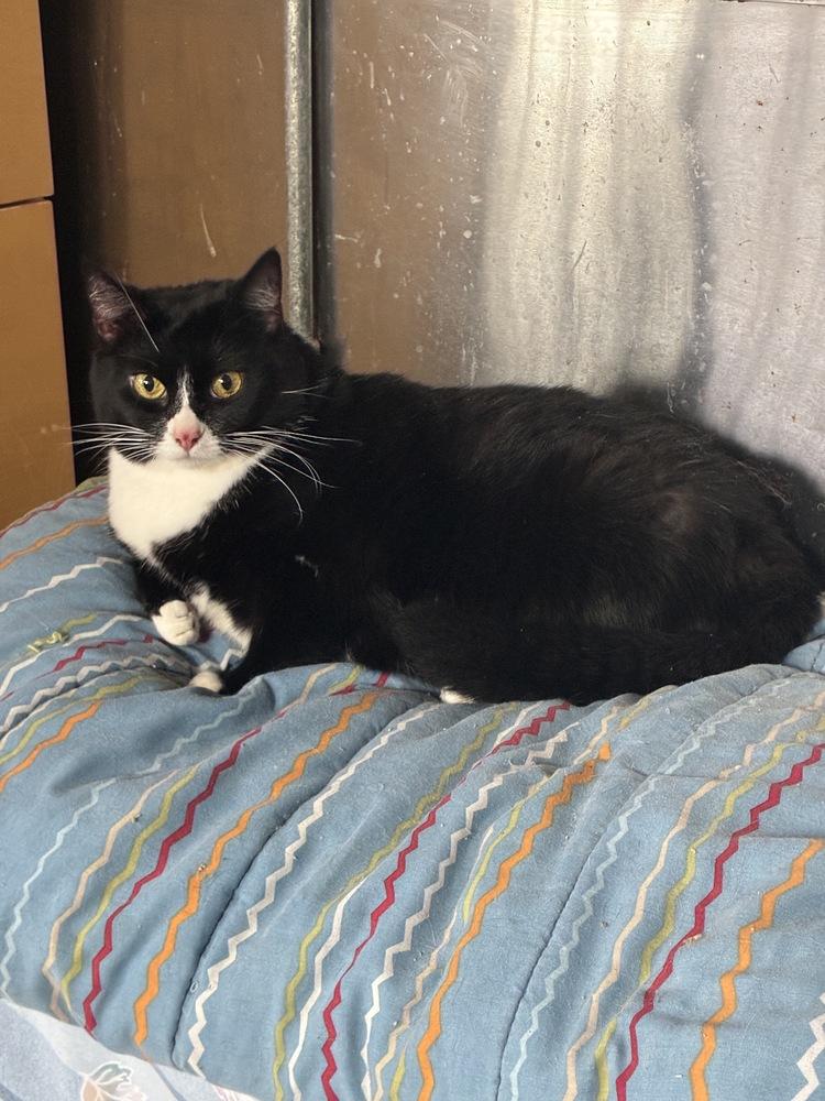 Raven, Adoptable, Adult Female Domestic Short Hair.