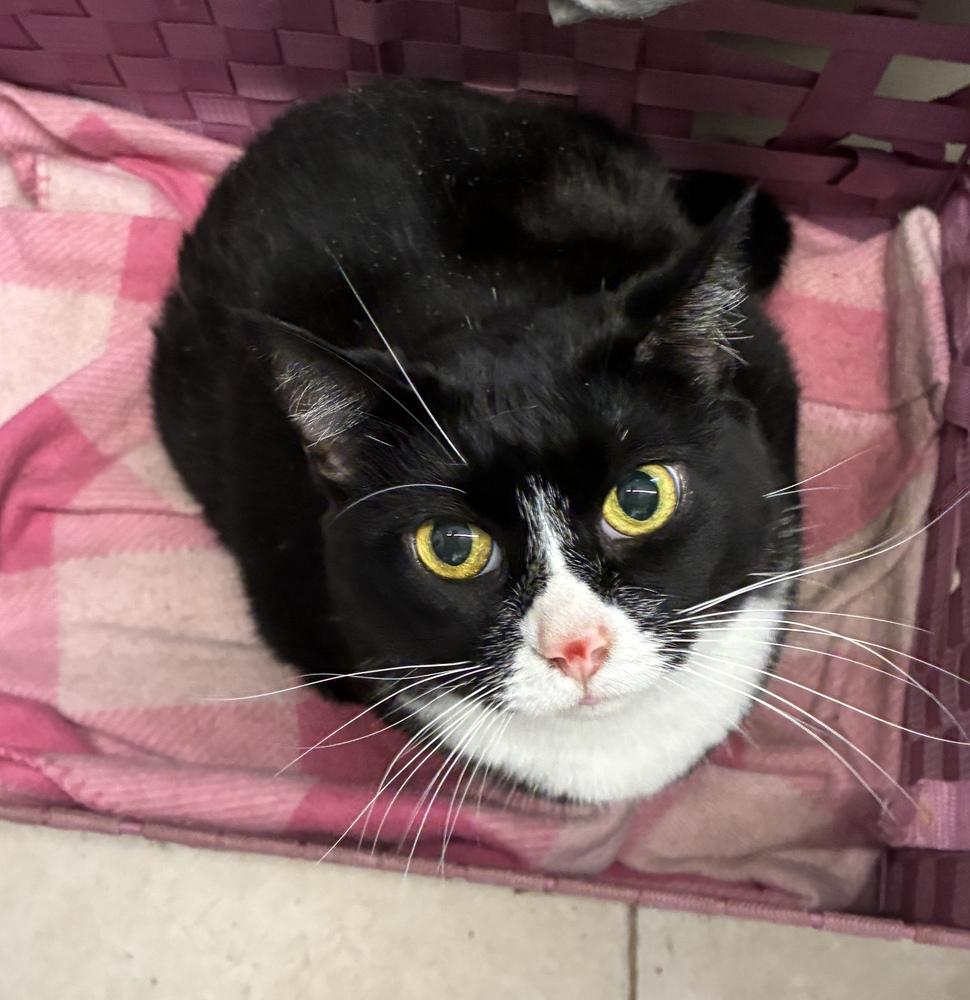 Enlarge Raven, a Adoptable Domestic Short Hair in Randolph, MA image 2/3