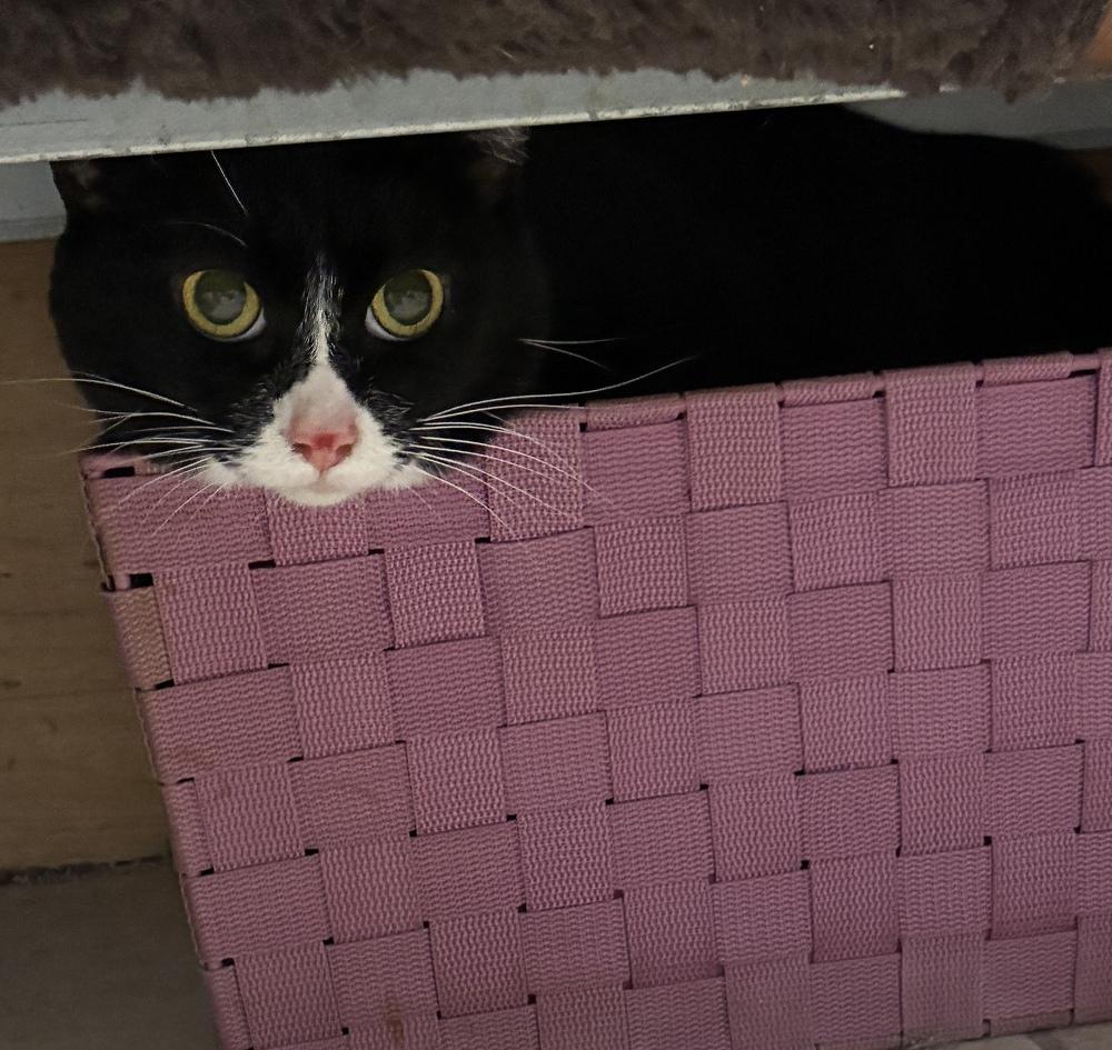 Enlarge Raven, a Adoptable Domestic Short Hair in Randolph, MA image 3/3