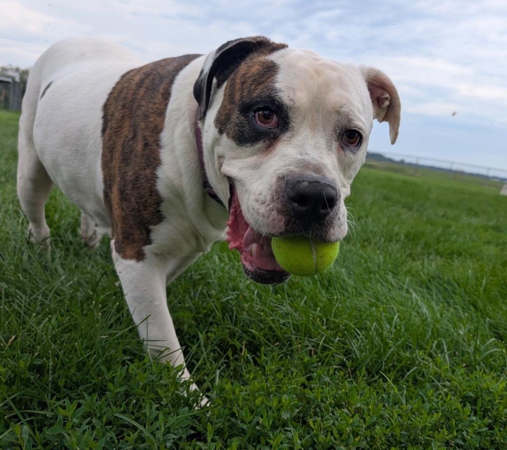 Nova, Adoptable, Adult Female American Bulldog.