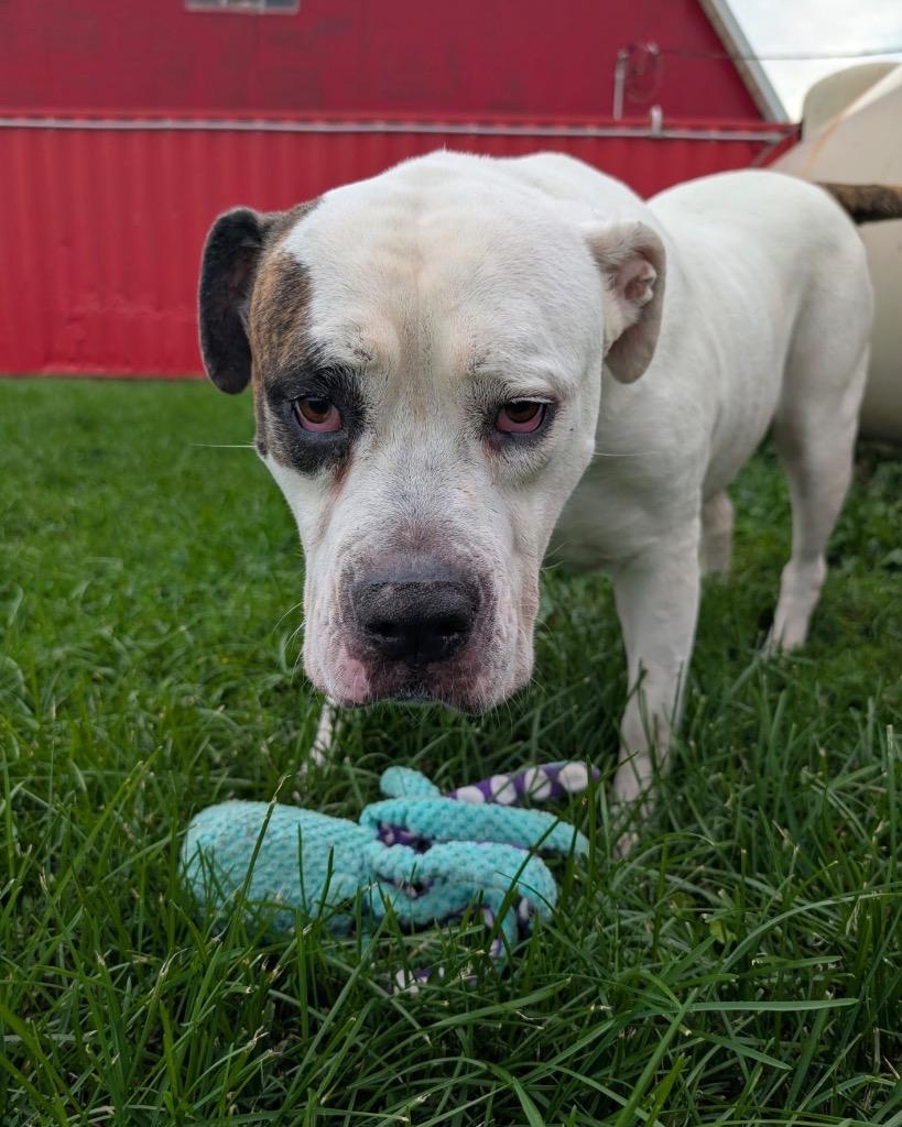 Enlarge Nova, a Adoptable American Bulldog in Defiance, OH image 2/6
