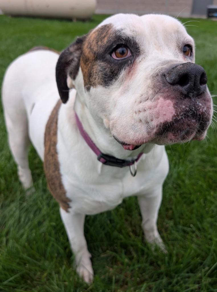 Enlarge Nova, a Adoptable American Bulldog in Defiance, OH image 3/6