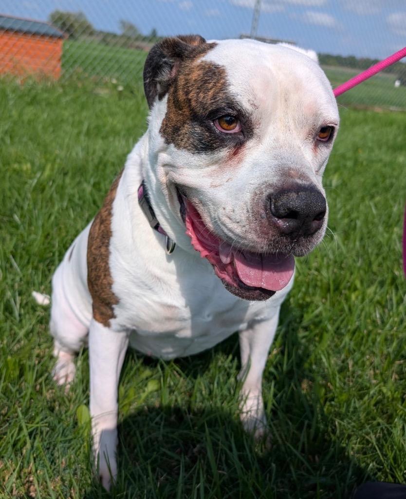 Enlarge Nova, a Adoptable American Bulldog in Defiance, OH image 4/6