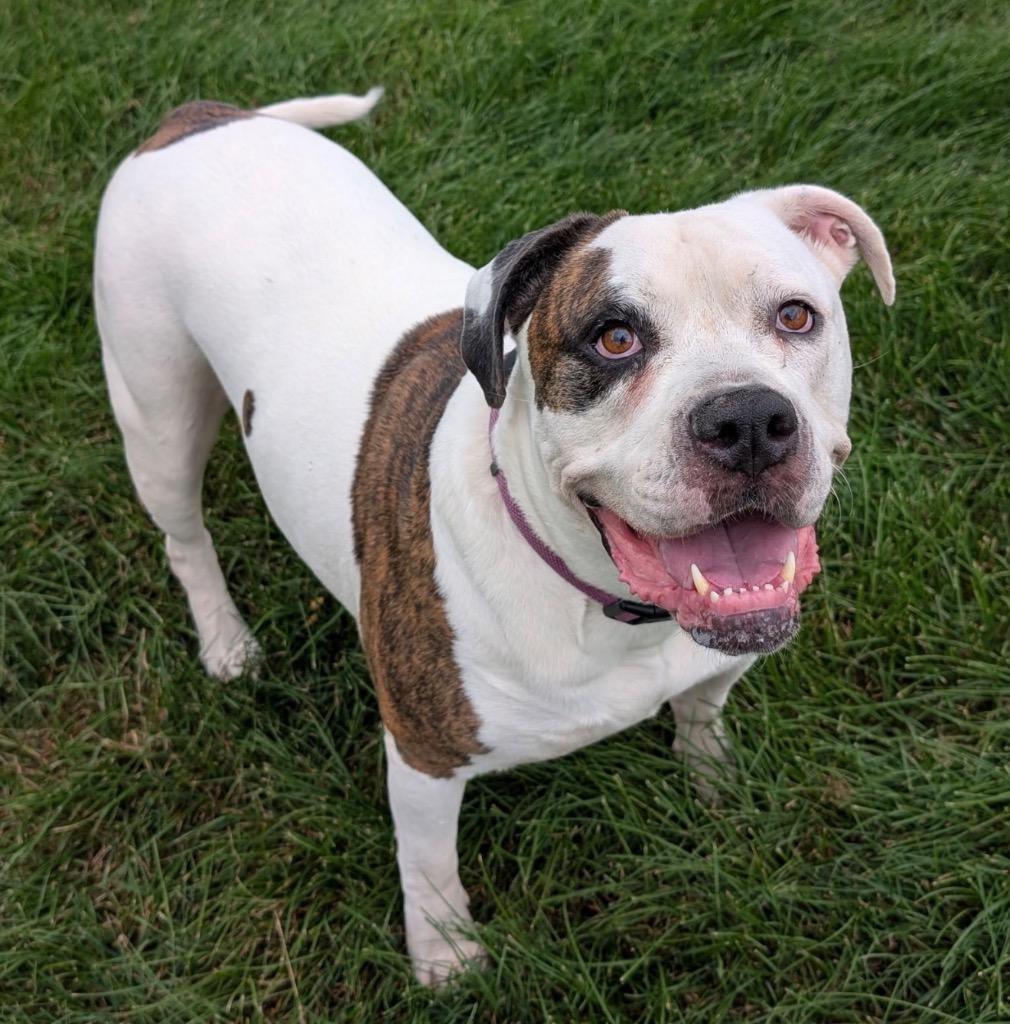 Enlarge Nova, a Adoptable American Bulldog in Defiance, OH image 5/6