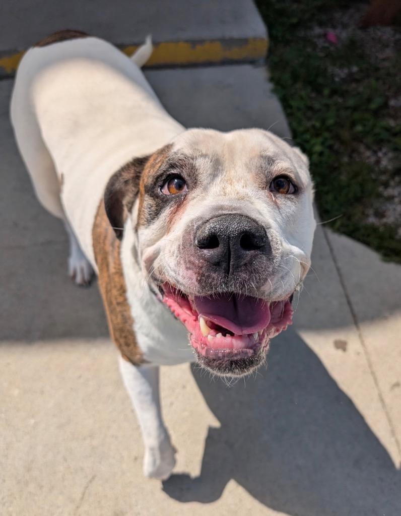 Enlarge Nova, a Adoptable American Bulldog in Defiance, OH image 6/6