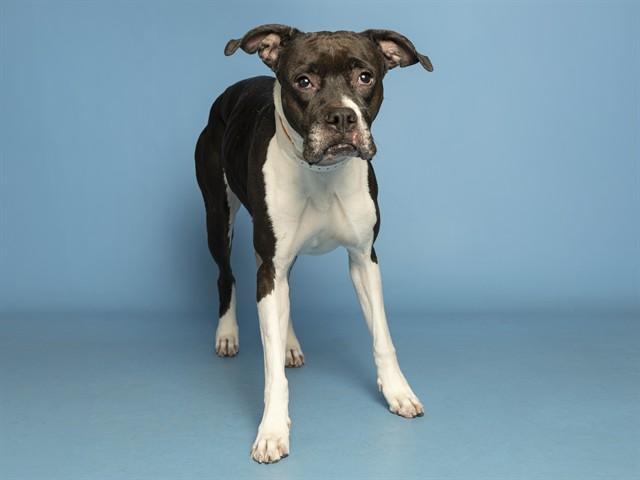 MOONY, Adoptable, Adult Female Boxer & Border Collie.