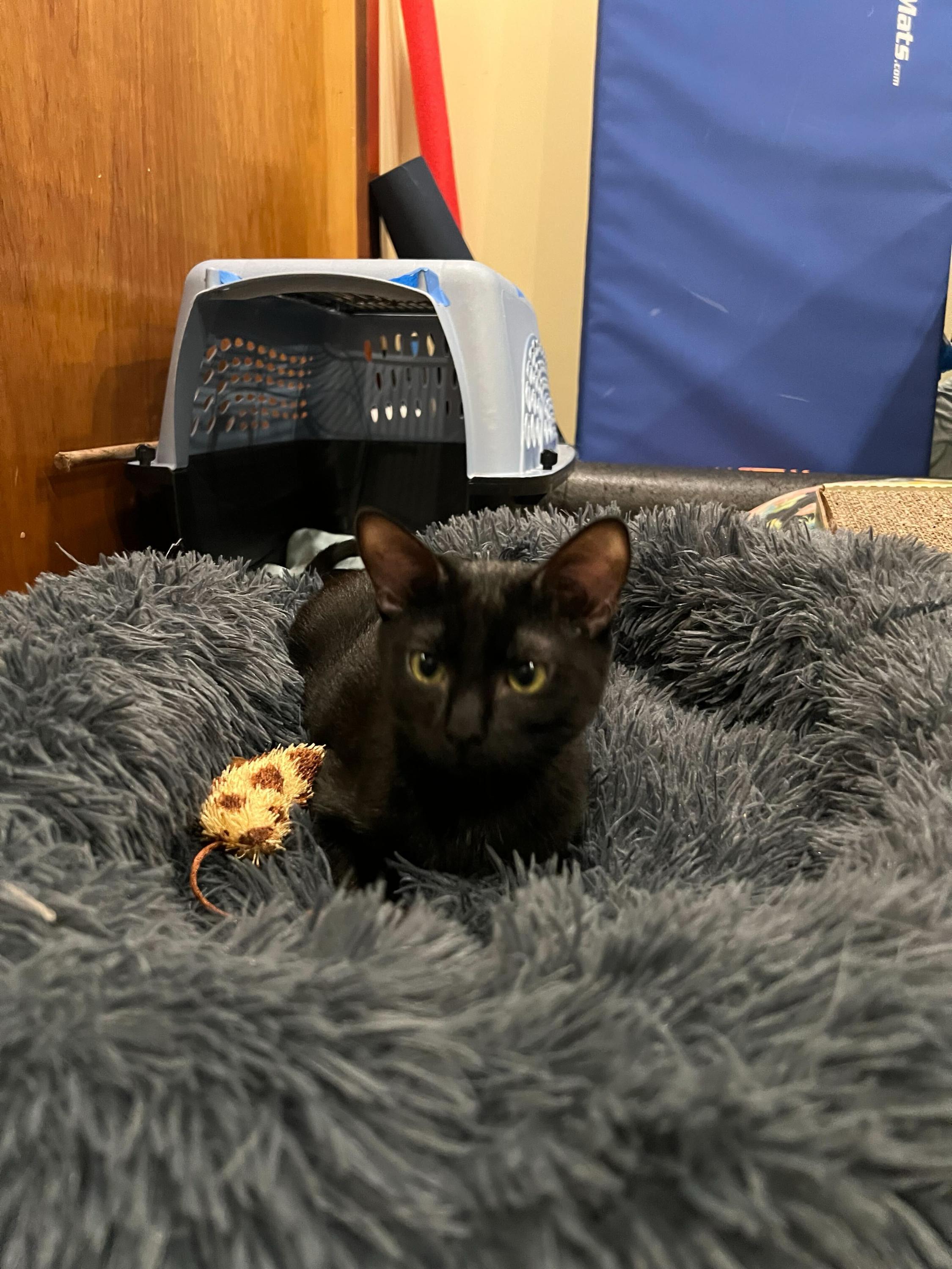 Enlarge Spooky and Lazy, a Adoptable Domestic Short Hair in Seattle, WA image 2/6