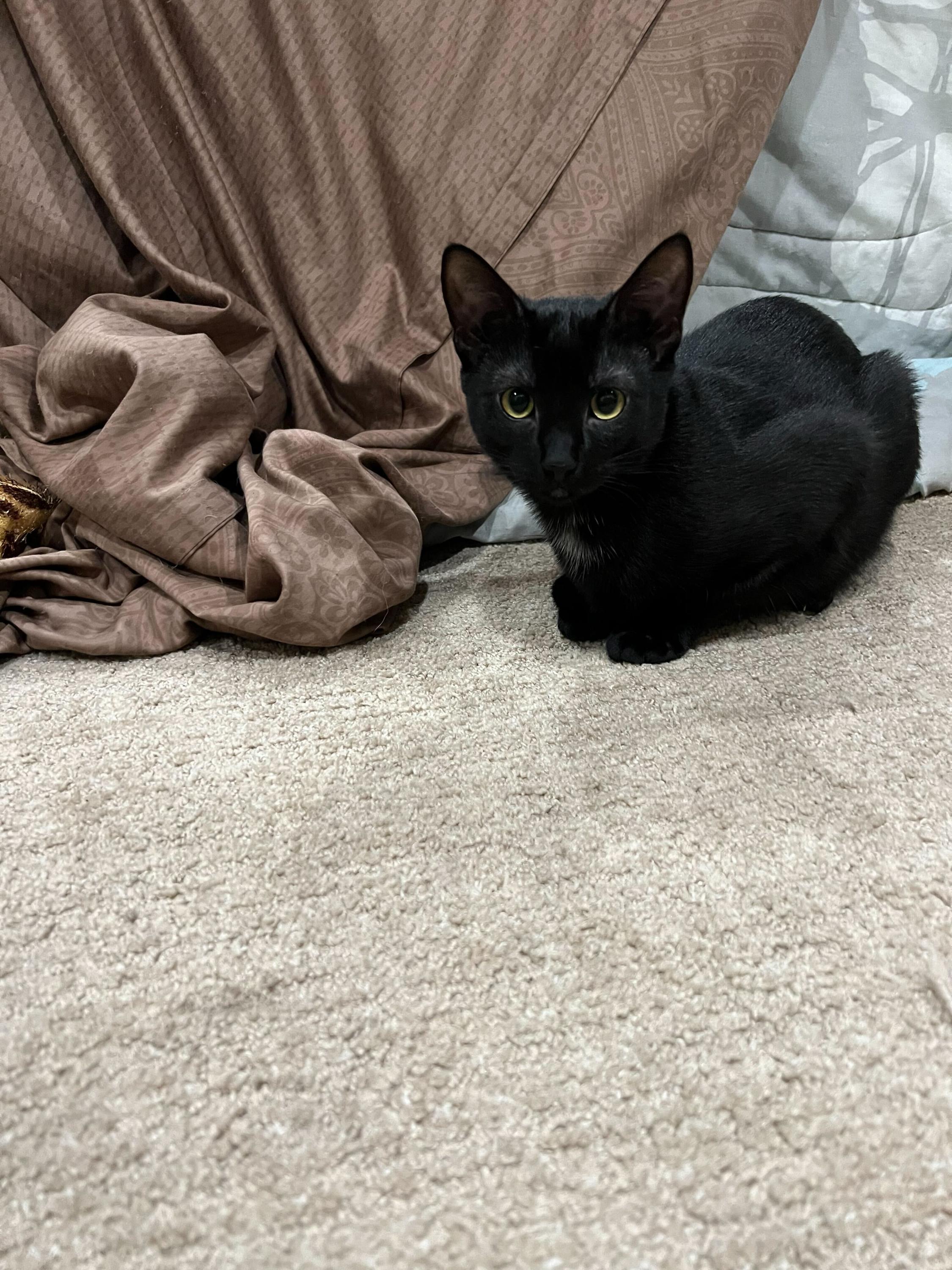 Enlarge Spooky and Lazy, a Adoptable Domestic Short Hair in Seattle, WA image 3/6