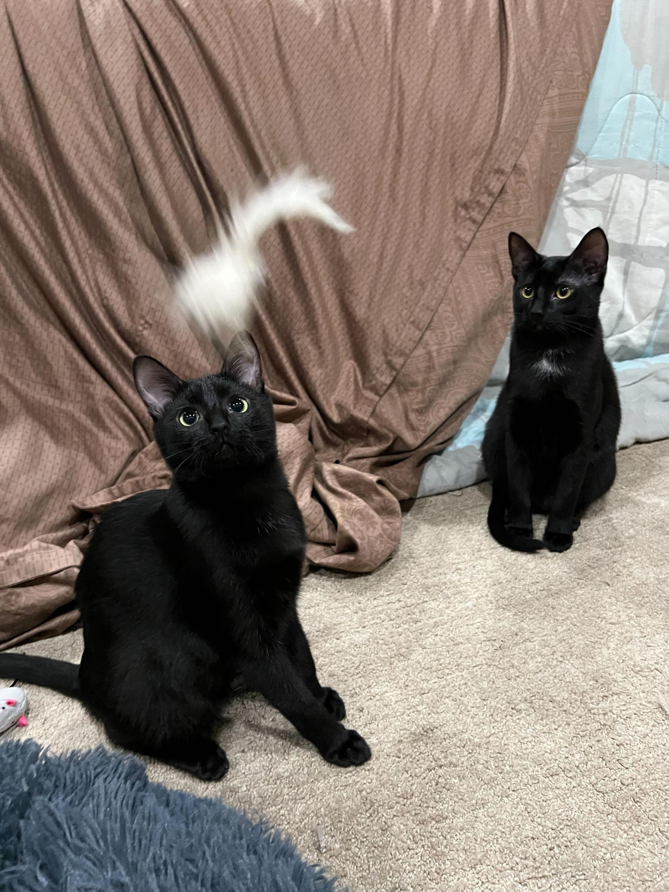 Enlarge Spooky and Lazy, a Adoptable Domestic Short Hair in Seattle, WA image 4/6