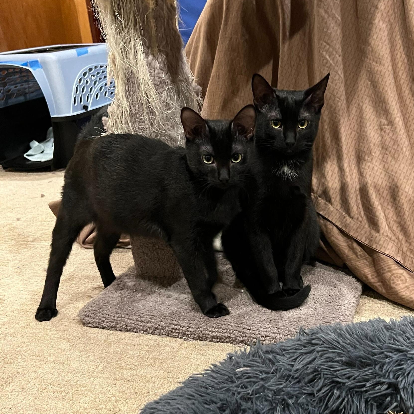 Spooky and Lazy, Adoptable, Kitten Female Domestic Short Hair.