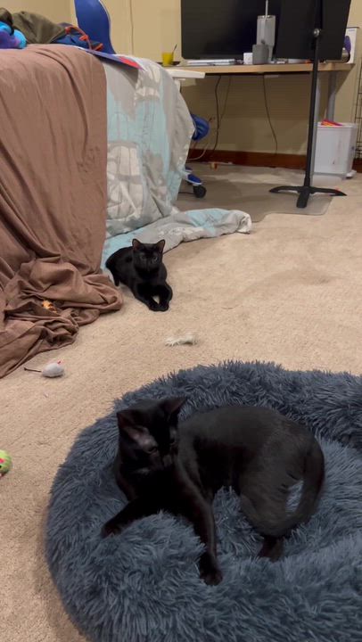 Enlarge Spooky and Lazy, a Adoptable Domestic Short Hair in Seattle, WA video 6/6